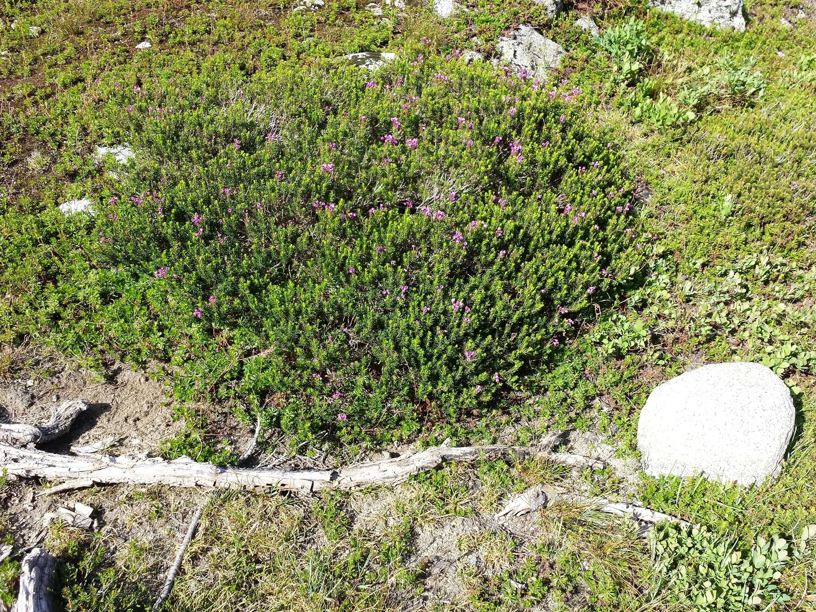 Pink Mountain Heath (Phyllodoce Empetriformis) — showcases an impressive hardiness that enables it to flourish in harsh