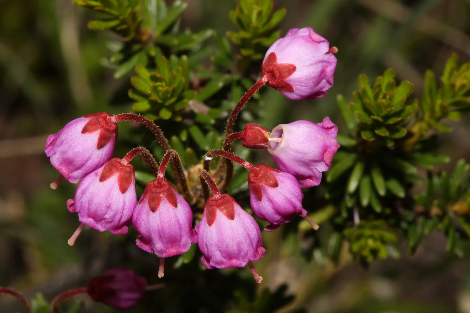 Pink Mountain Heath (Phyllodoce Empetriformis) — the plant becomes adorned with bell-shaped flowers; suited for USDA zones 4-8, it thrives in acidic