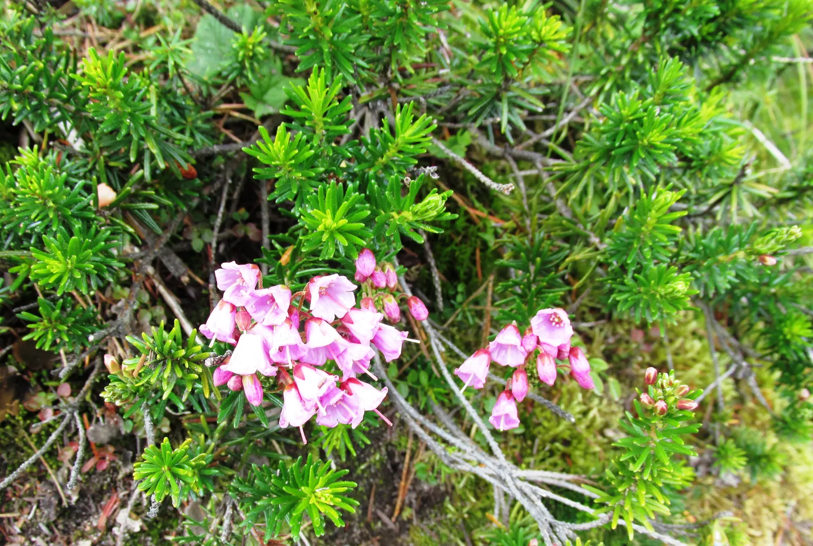 Pink Mountain Heath (Phyllodoce Empetriformis) — evergreen shrub reaching up to 12 inches tall; showcases an impressive hardiness that enables it, image 58