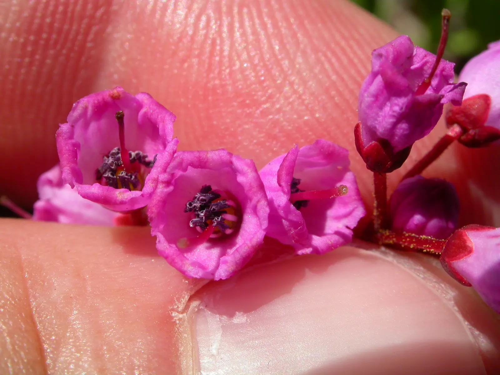 Pink Mountain Heath (Phyllodoce Empetriformis) — it offers excellent ground cover and is ideal for rock gardens and alpine settings; showcases an, image 62