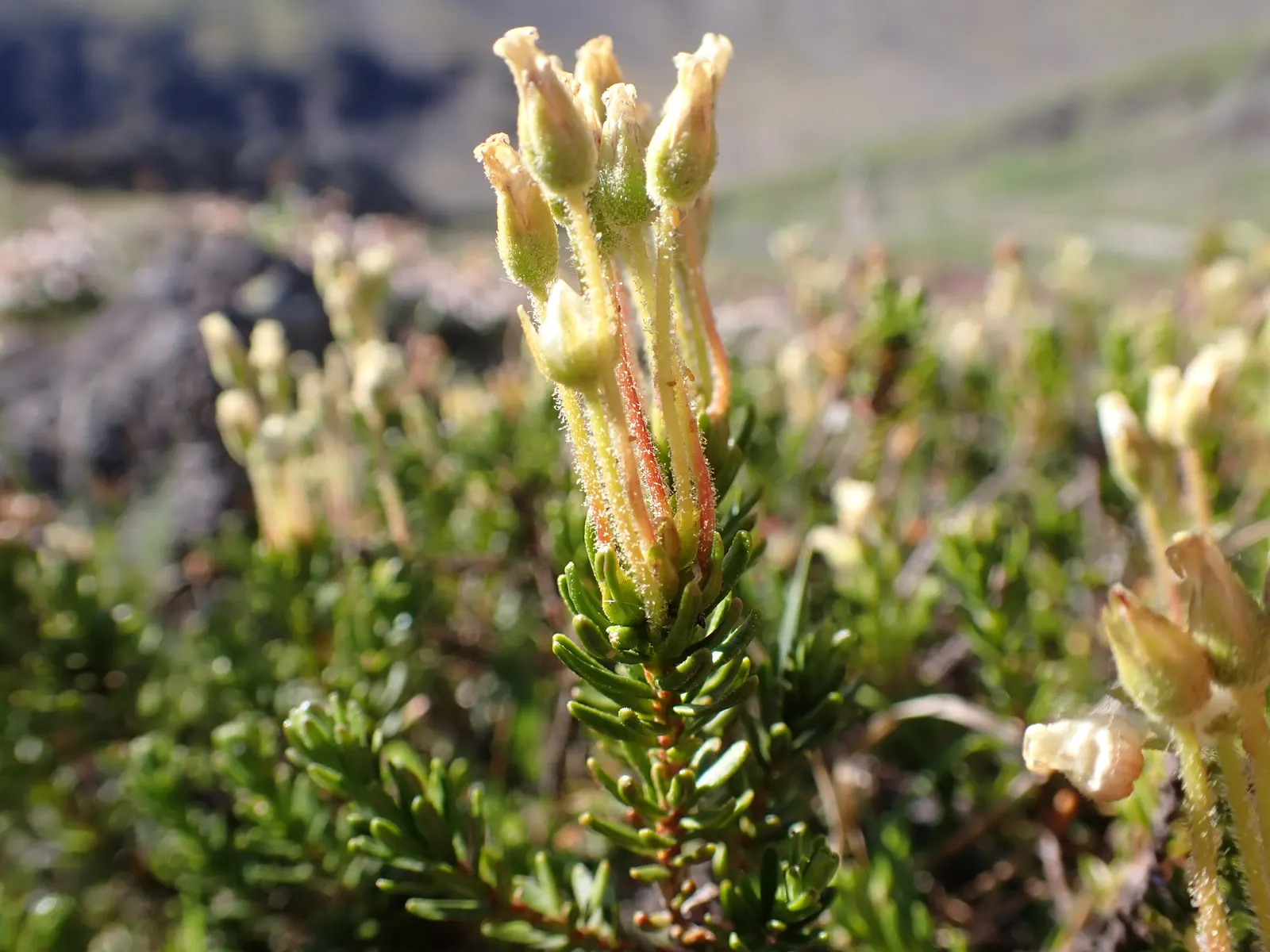 Pink Mountain Heath (Phyllodoce Empetriformis) — which not only adds a vibrant contrast to the foliage but also attracts various pollinators; these blossoms