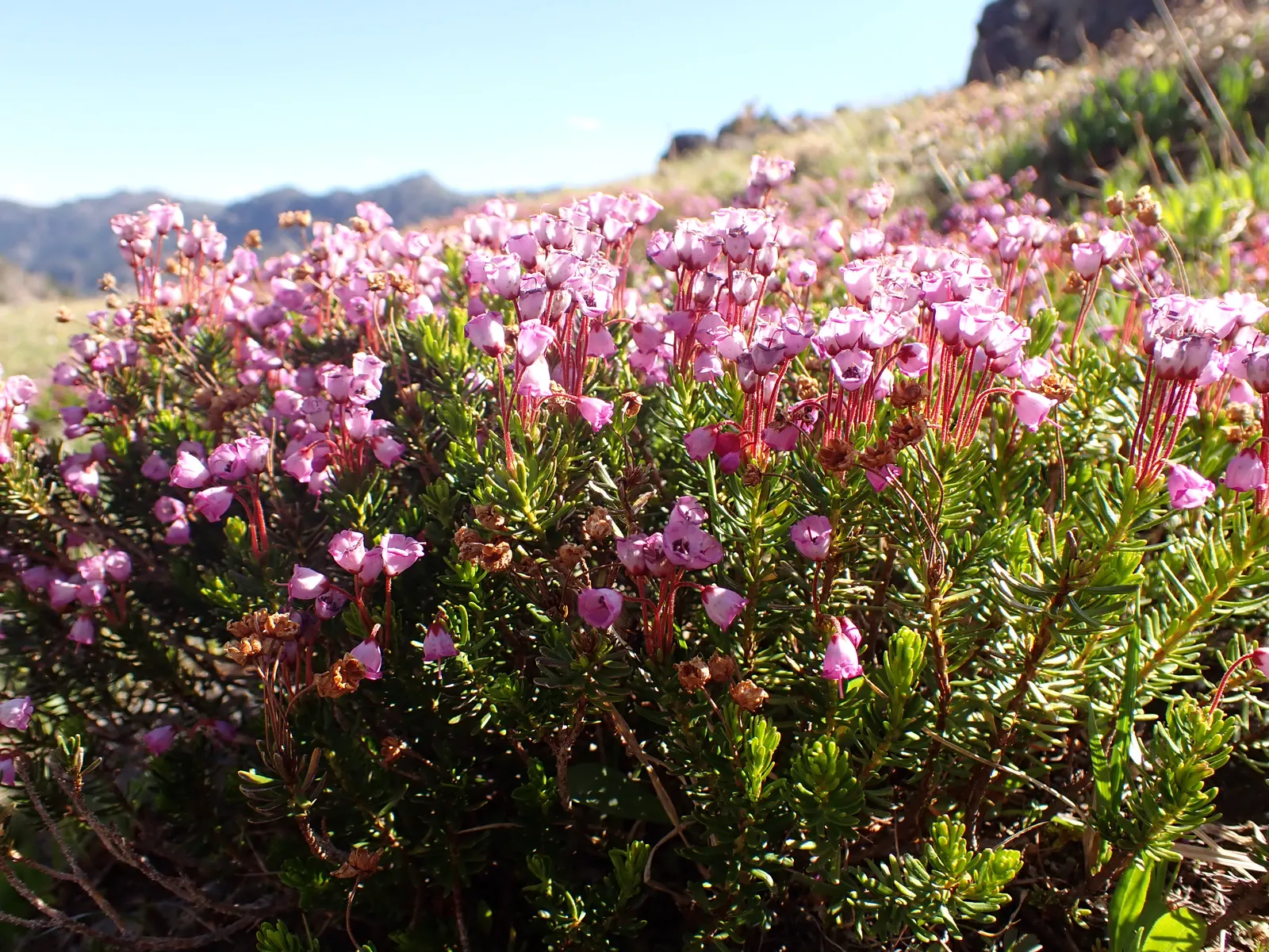 Pink Mountain Heath (Phyllodoce Empetriformis) — scientifically named Phyllodoce empetriformis; these blossoms exhibit a striking pink to purple, image 63
