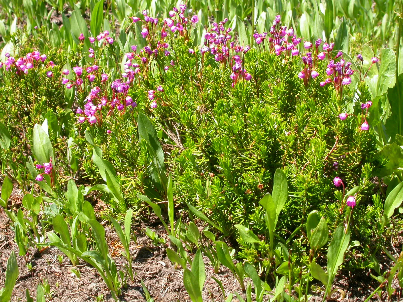 Pink Mountain Heath (Phyllodoce Empetriformis) — Pink Mountain Heather can create a stunning