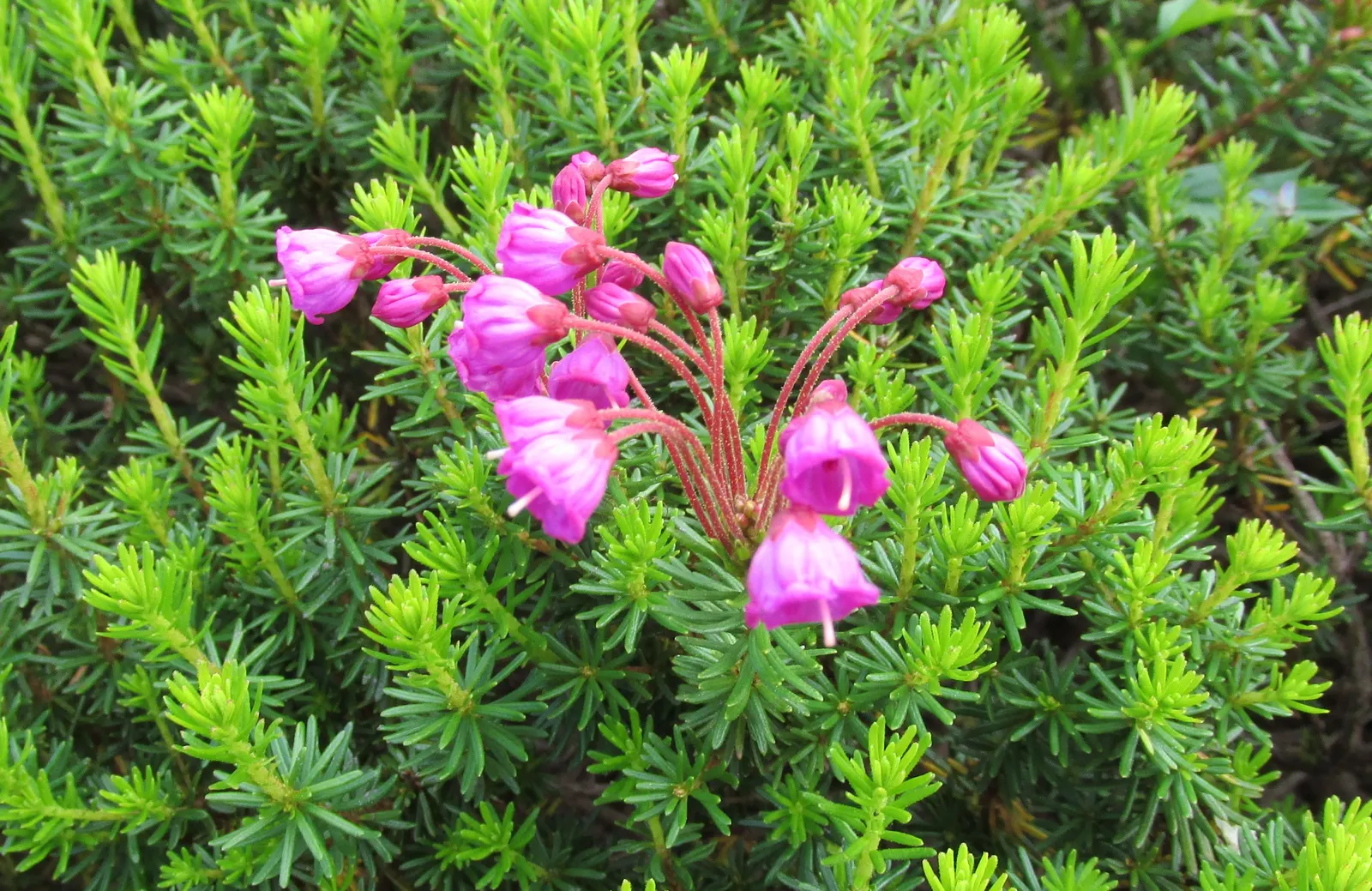 Pink Mountain Heath (Phyllodoce Empetriformis) — With a spread of 18-24 inches; suited for USDA zones 4-8, it thrives in acidic, well-drained soil, image 61