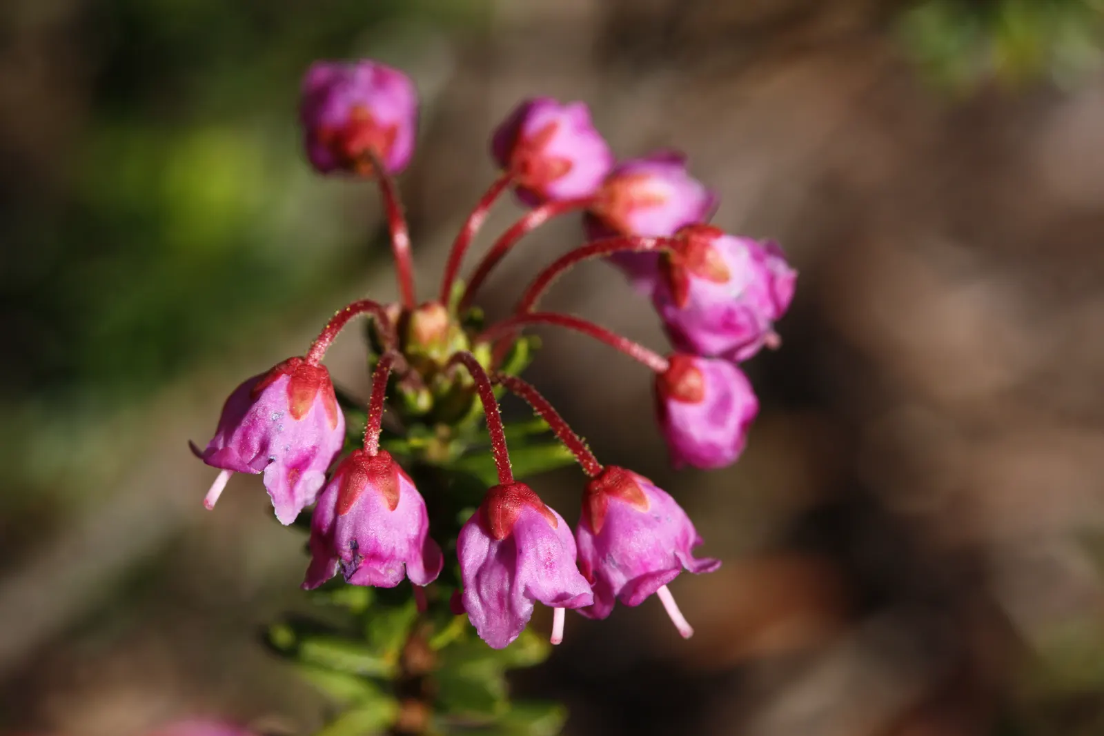 Pink Mountain Heath (Phyllodoce Empetriformis) — scientifically named Phyllodoce empetriformis