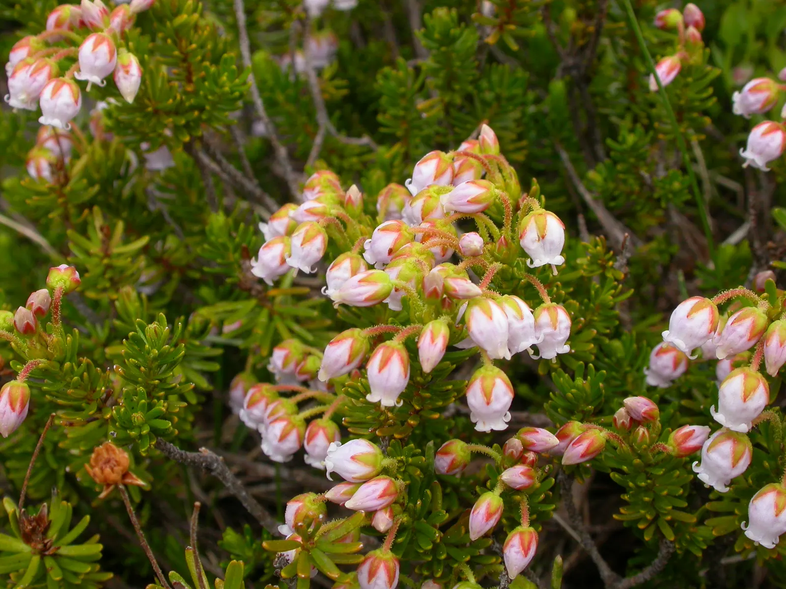 Pink Mountain Heath (Phyllodoce Empetriformis) — ground cover for full or half