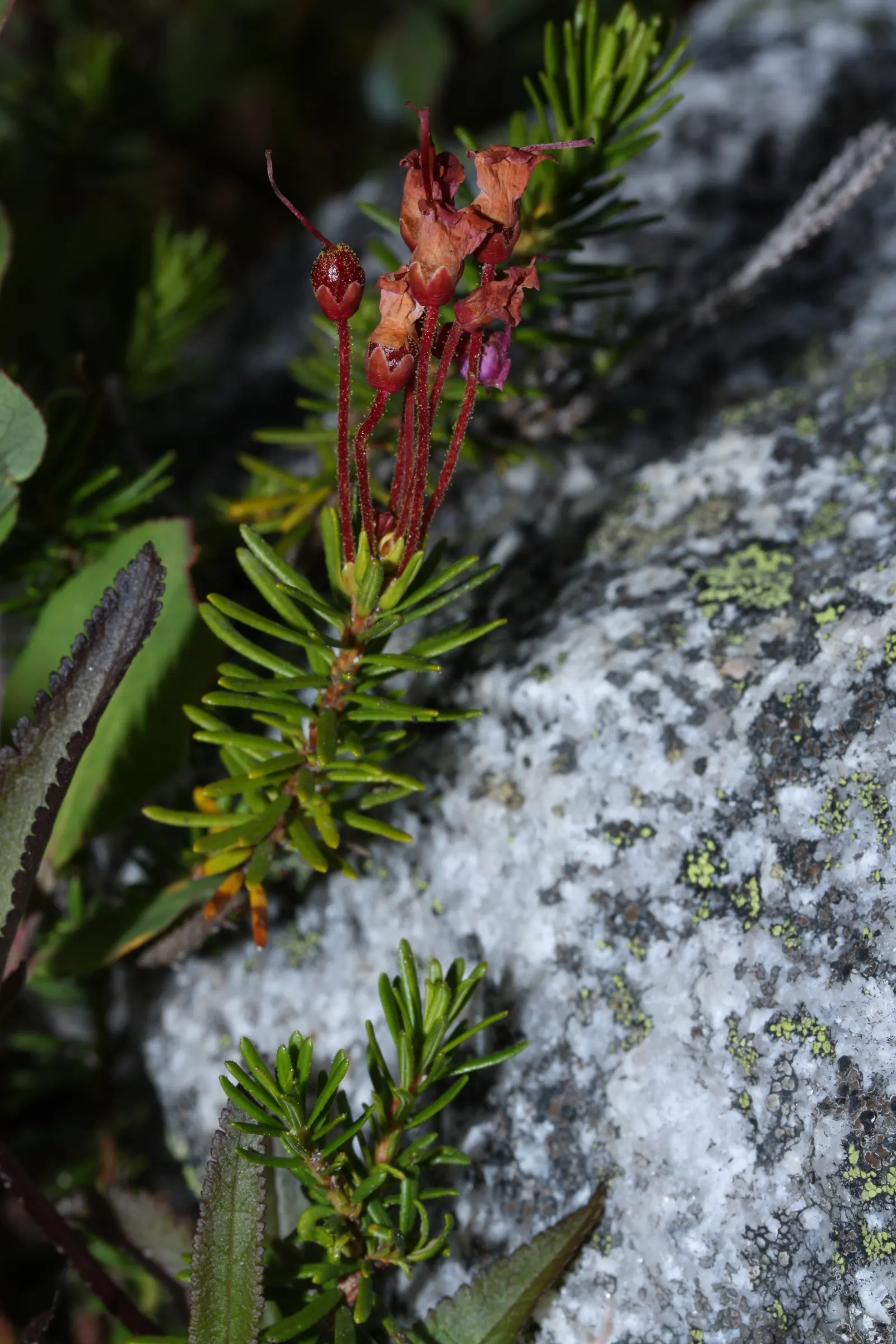 Pink Mountain Heath (Phyllodoce Empetriformis) — is a captivating low-growing evergreen shrub; low-maintenance tapestry that brings a touch of wild, image 64