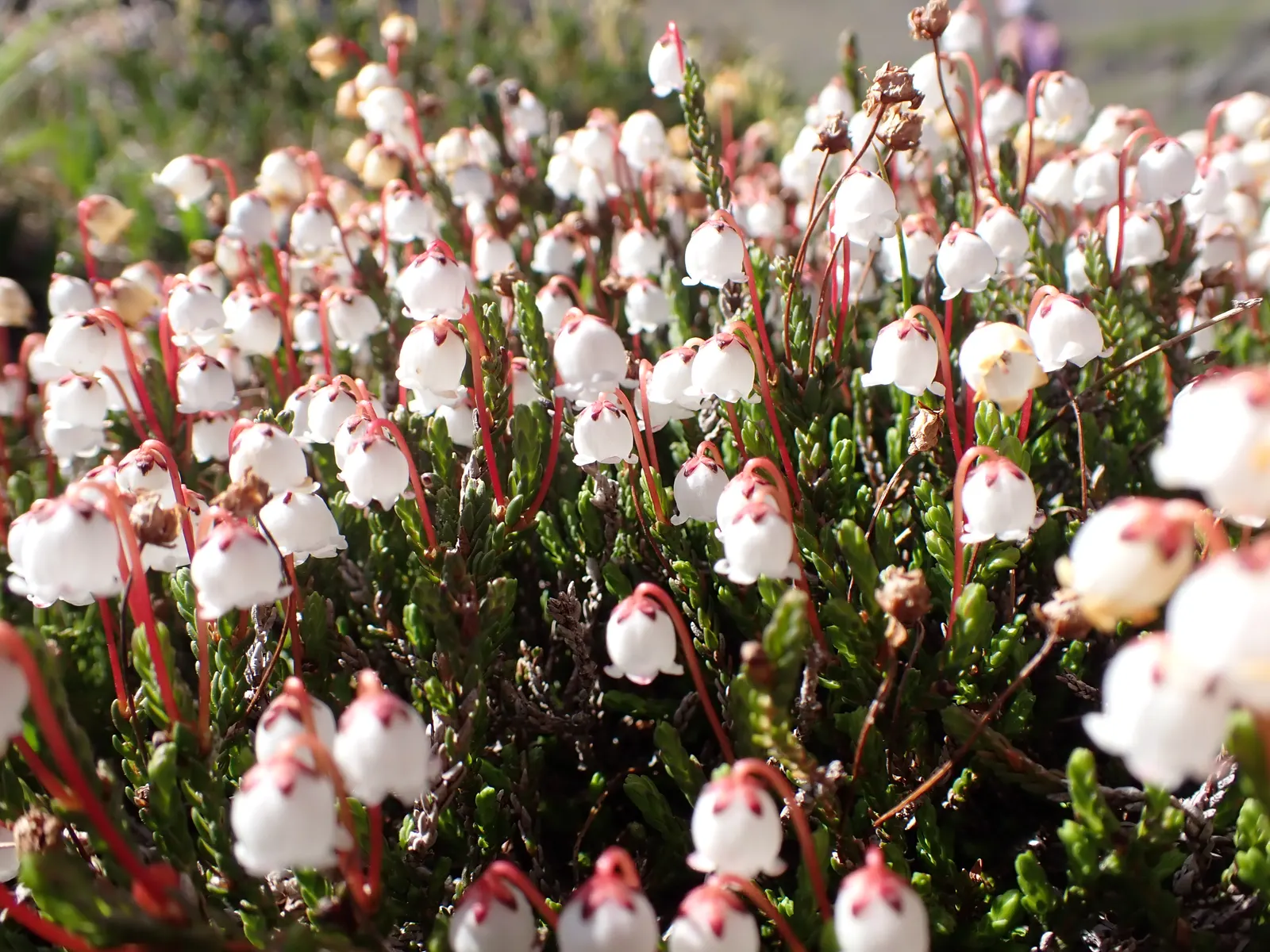 Pink Mountain Heath (Phyllodoce Empetriformis) — replicating their native mountainous terrain; showcases an impressive hardiness that enables it to flourish in