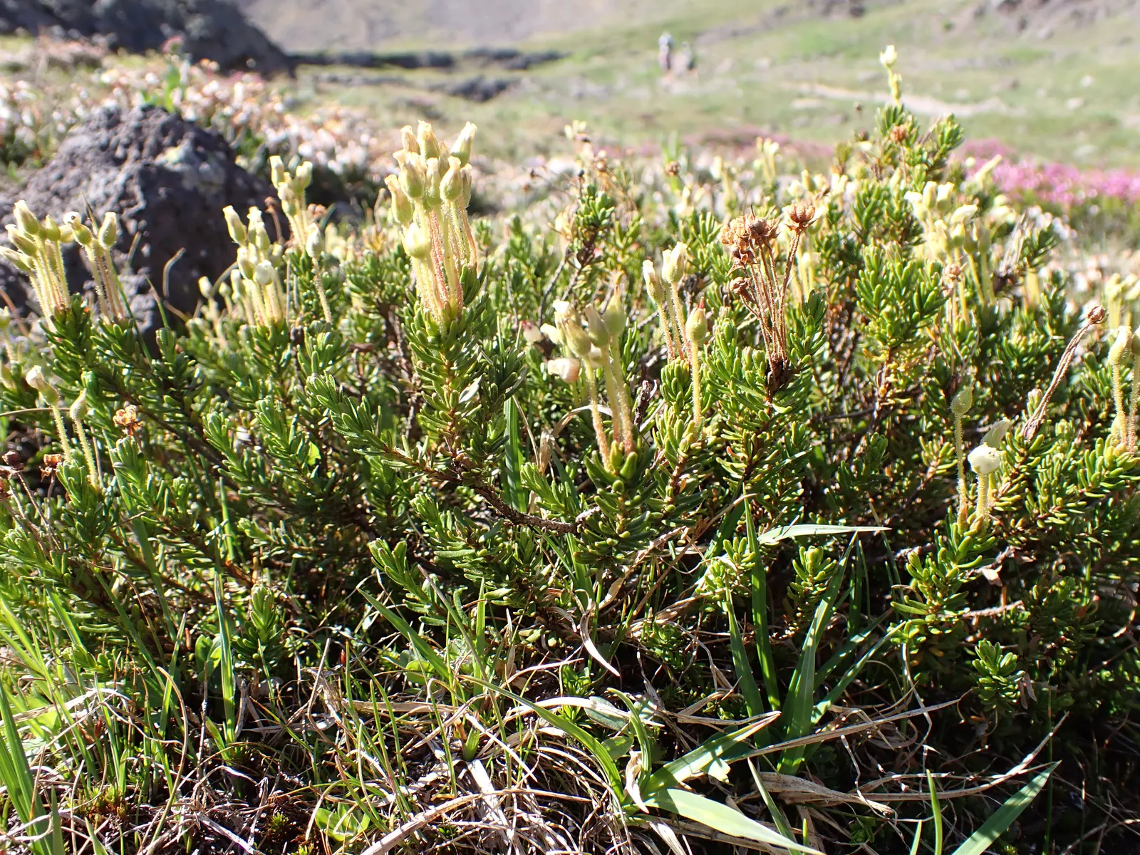 Pink Mountain Heath (Phyllodoce Empetriformis) — ground cover with pink blooms; these blossoms exhibit a striking pink to purple color