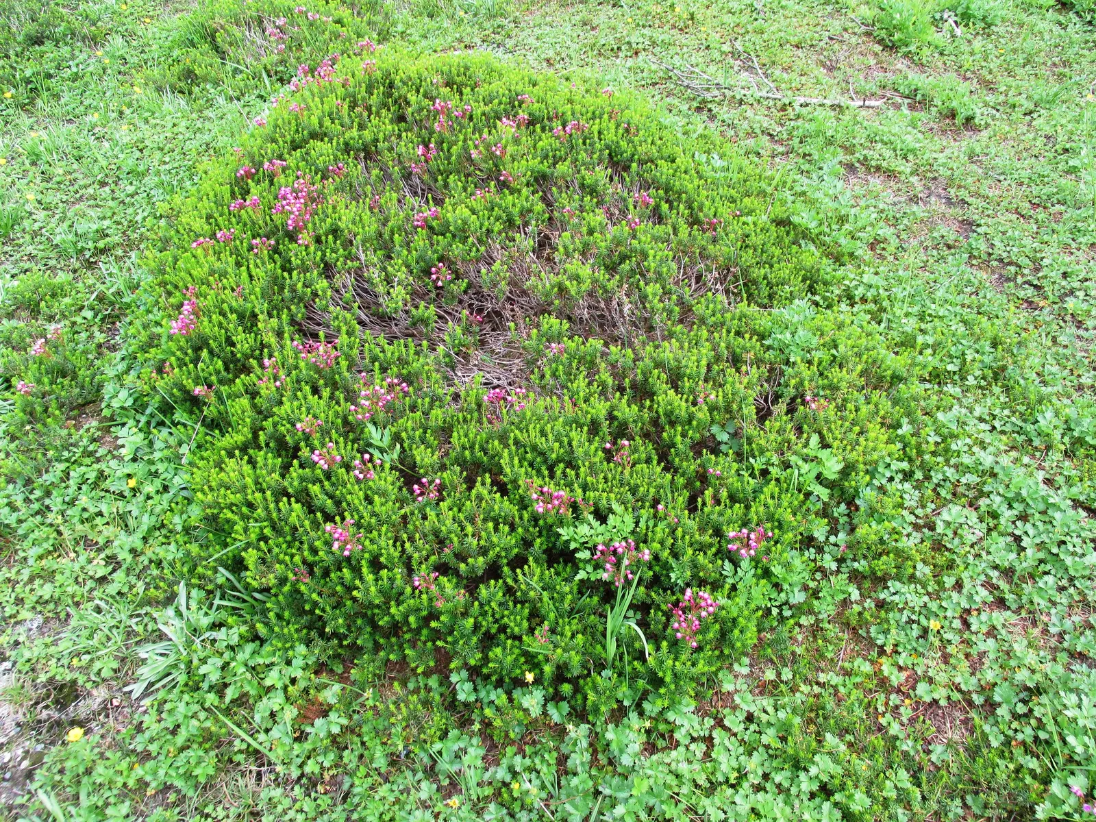 Pink Mountain Heath (Phyllodoce Empetriformis) — ground cover with pink blooms
