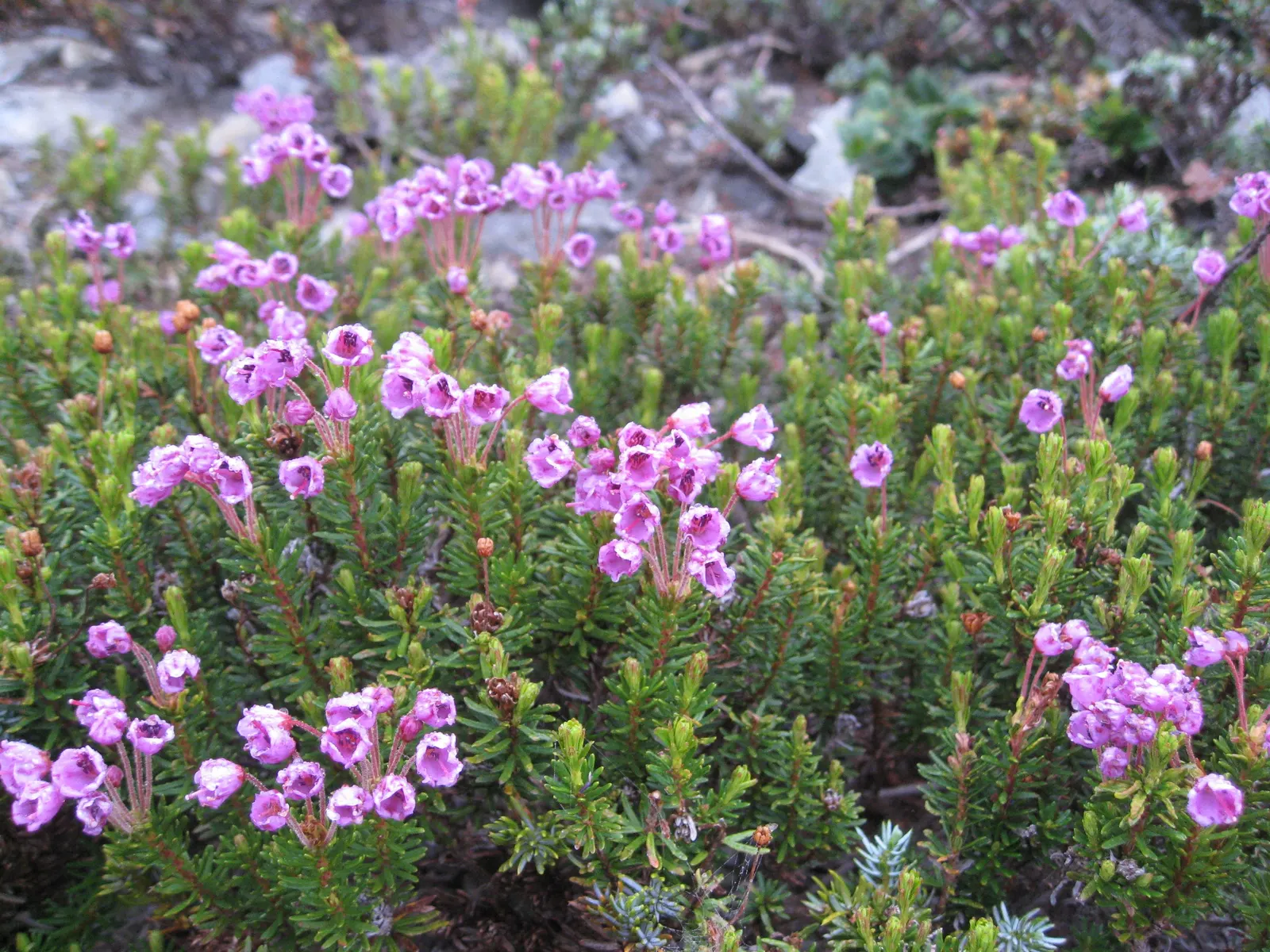 Pink Mountain Heath (Phyllodoce Empetriformis) — needle-like leaves are rich in color; showcases an impressive hardiness that enables it to flourish in harsh