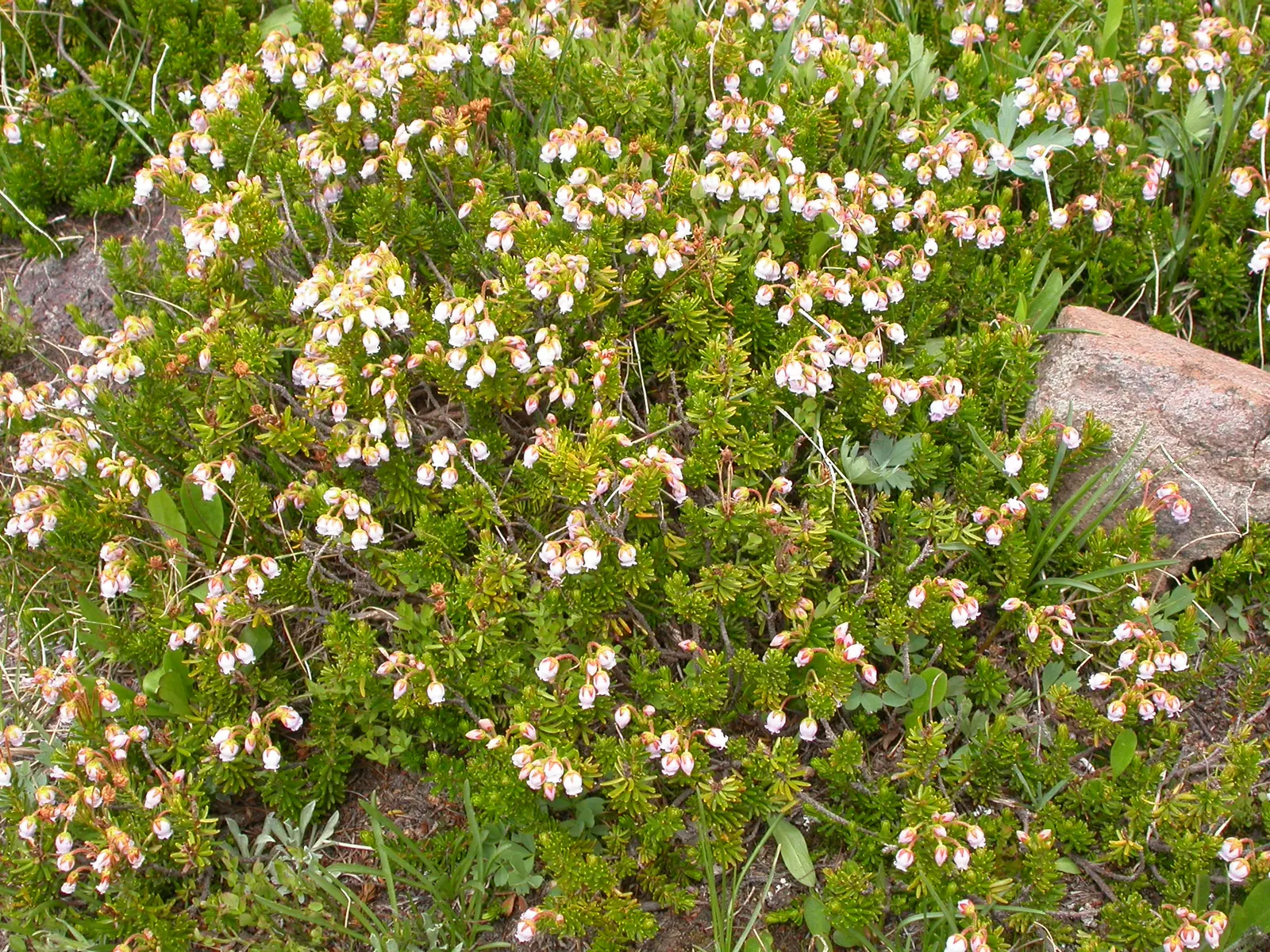Pink Mountain Heath (Phyllodoce Empetriformis) — With a spread of 18-24 inches