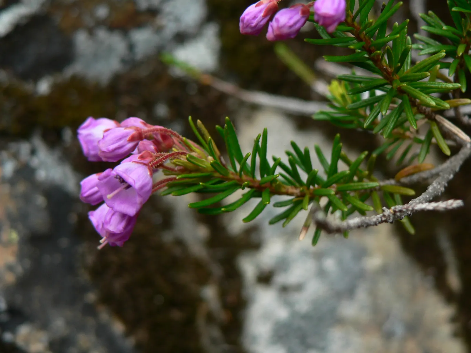 Pink Mountain Heath (Phyllodoce Empetriformis) — Pink Mountain Heather can create a stunning; low-maintenance tapestry that brings a touch of wild beauty to