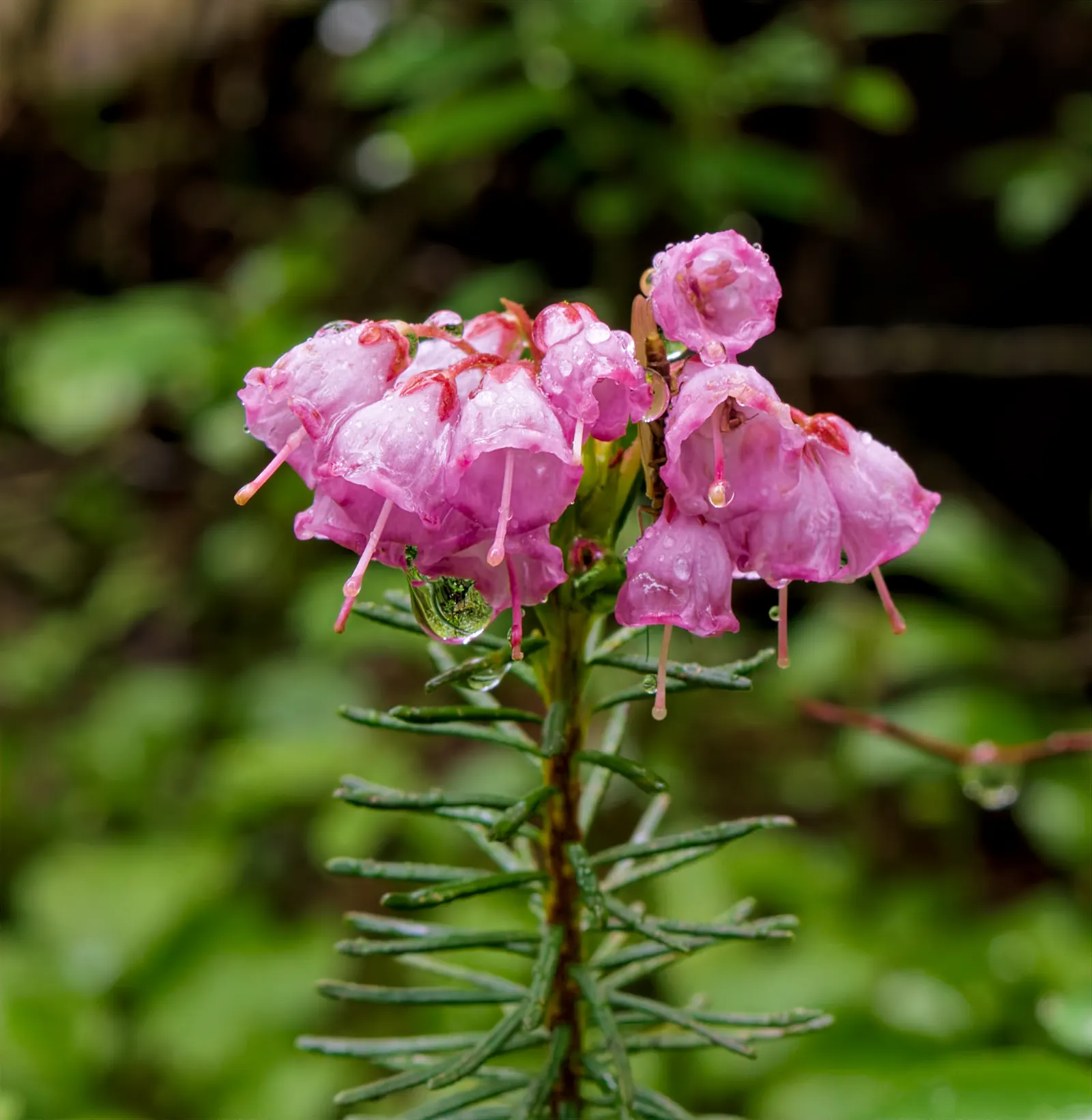 Pink Mountain Heath (Phyllodoce Empetriformis) — Suited for USDA zones 4-8, it thrives in acidic, well-drained soil and partial to full sun