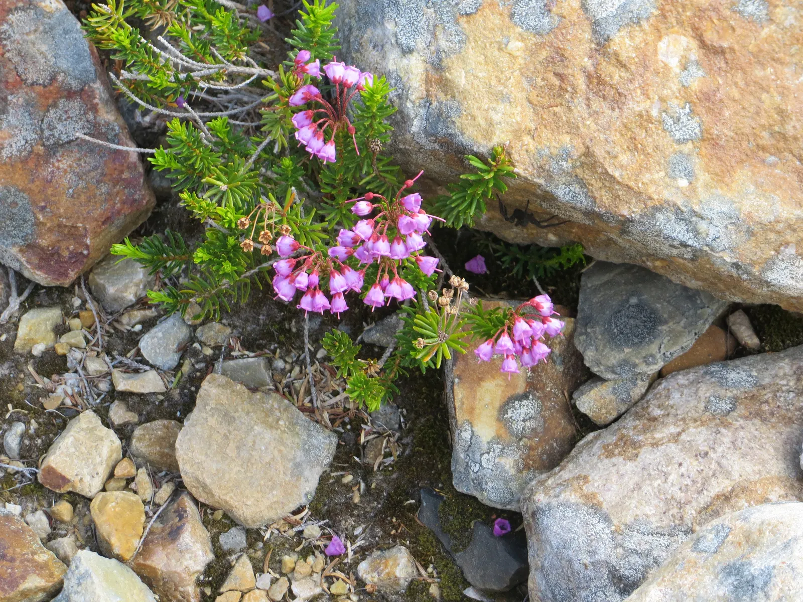 Pink Mountain Heath (Phyllodoce Empetriformis) — Suited for USDA zones 4-8, it thrives in acidic, well-drained soil and partial to full sun, image 60