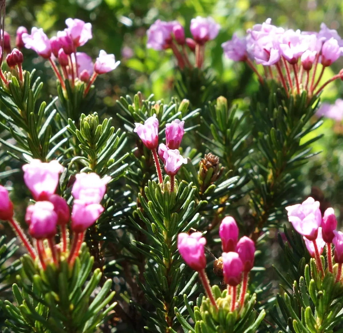 Pink Mountain Heath (Phyllodoce Empetriformis) — With a spread of 18-24 inches; suited for USDA zones 4-8, it thrives in acidic, well-drained soil and partial