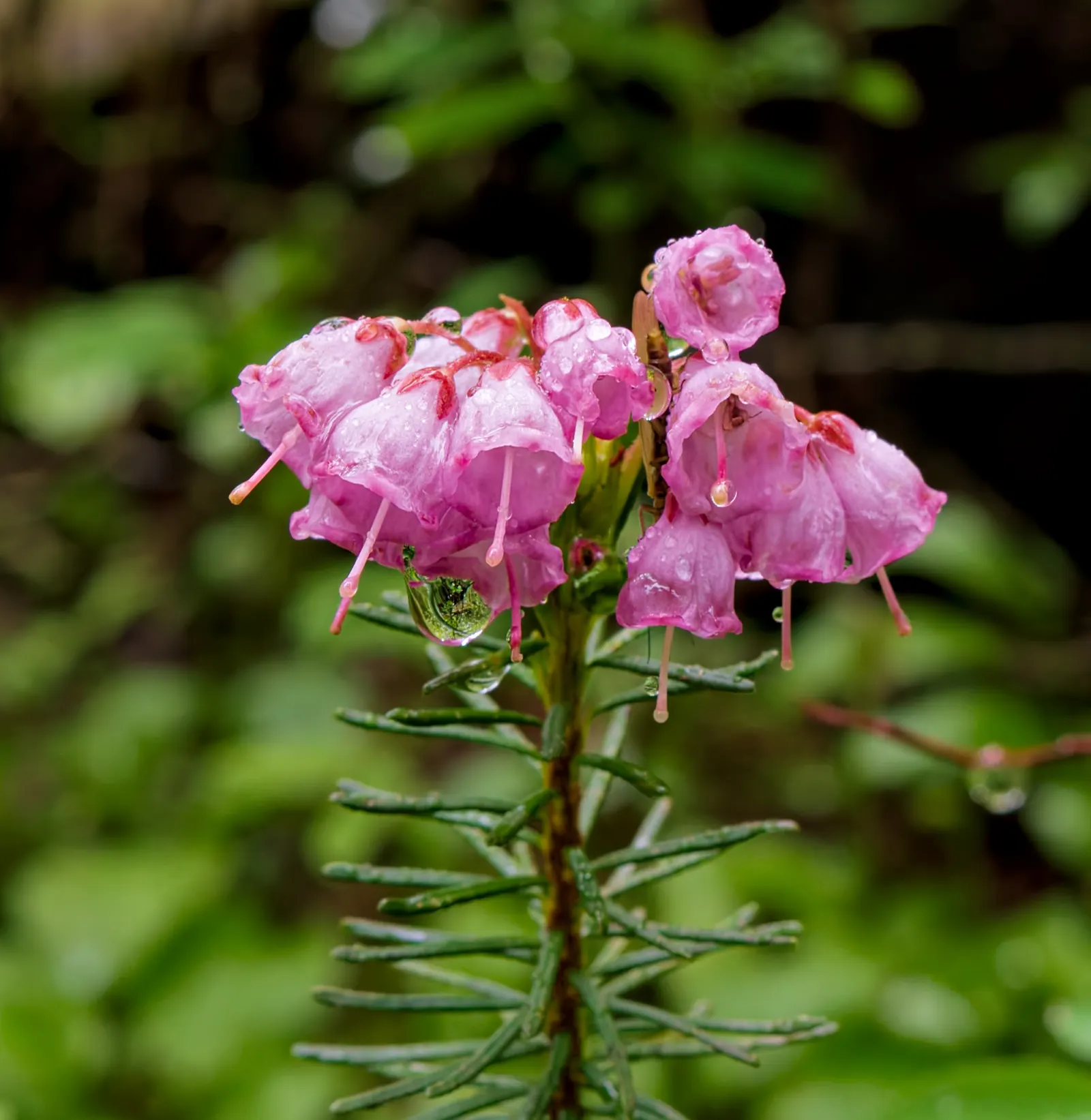 Pink Mountain Heath (Phyllodoce Empetriformis) — which typically thrives in USDA zones 5 through 7; showcases an impressive hardiness that enables it to