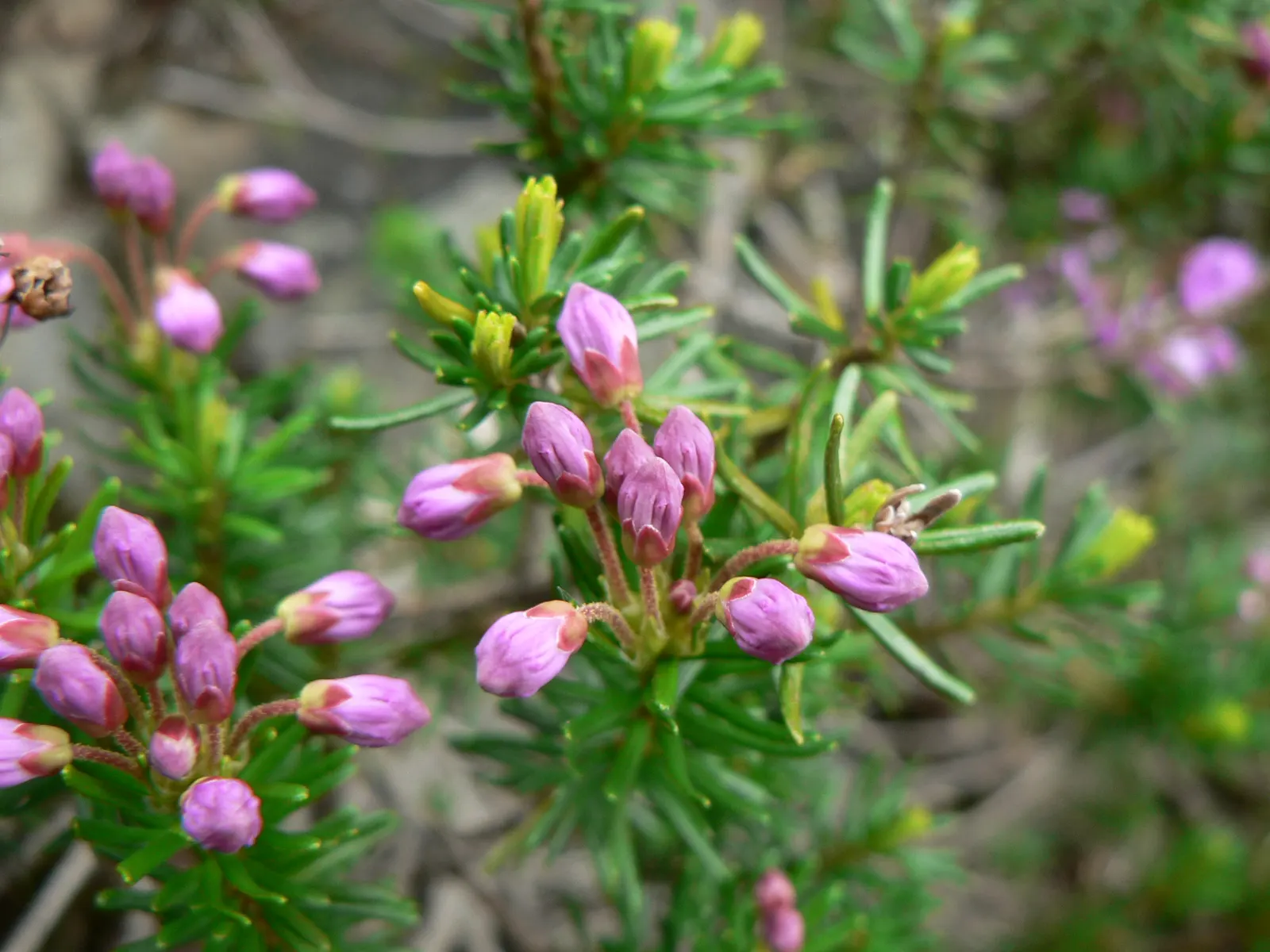 Pink Mountain Heath (Phyllodoce Empetriformis) — enriching the local ecosystem.<br><br>When incorporating Phyllodoce empetriformis into landscape, image 48