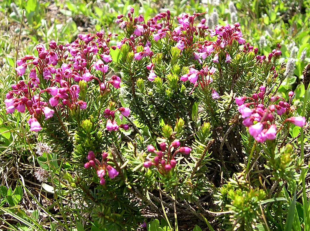 Pink Mountain Heath (Phyllodoce Empetriformis) — ranging from deep green to a blue-green hue; these blossoms exhibit a striking pink to purple color