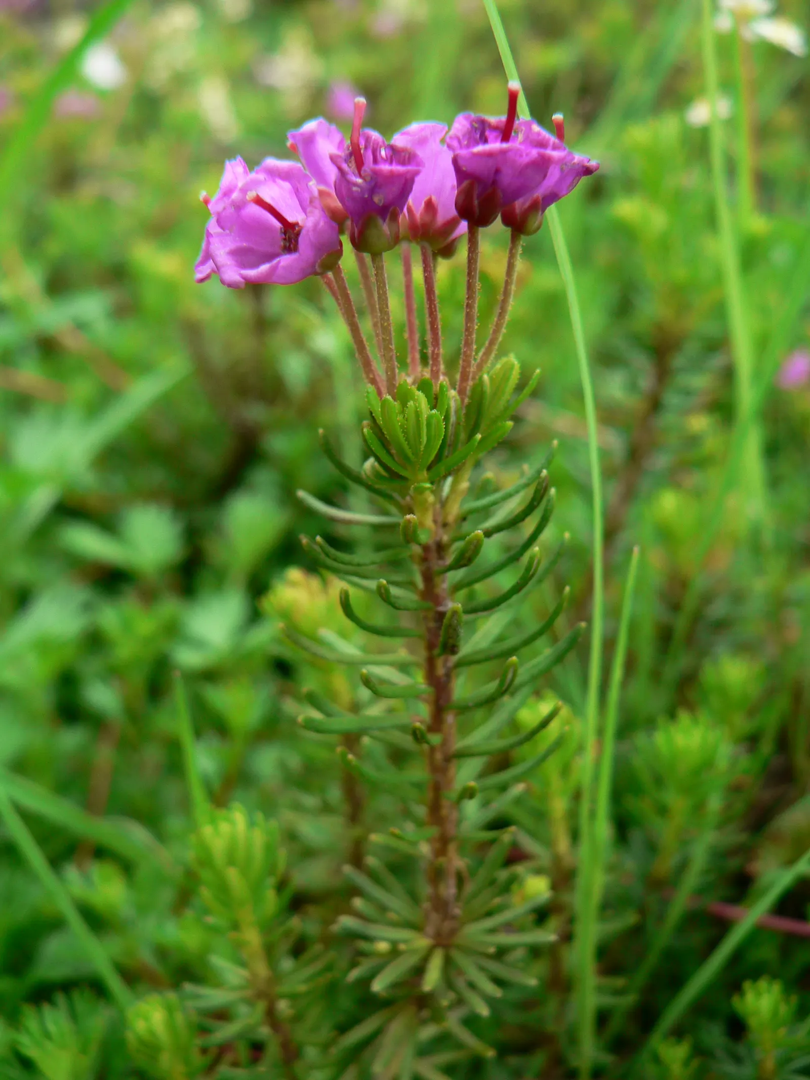 Pink Mountain Heath (Phyllodoce Empetriformis) — The Pink Mountain Heather (Phyllodoce empetriformis) is a low-growing; suited for USDA zones 4-8, image 57