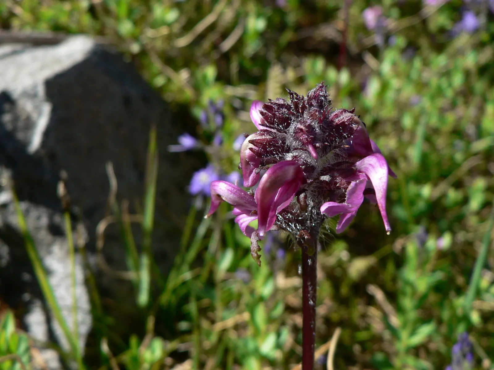 Pink Mountain Heath (Phyllodoce Empetriformis) — ideal for elevating the aesthetic appeal of alpine and rock gardens; suited for USDA zones 4-8, it, image 65