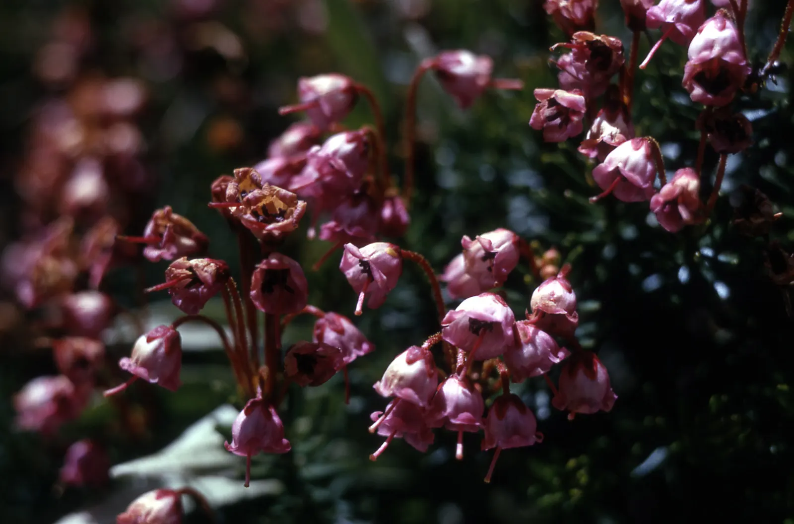 Pink Mountain Heath (Phyllodoce Empetriformis) — which not only adds a vibrant contrast to the foliage but also attracts various pollinators