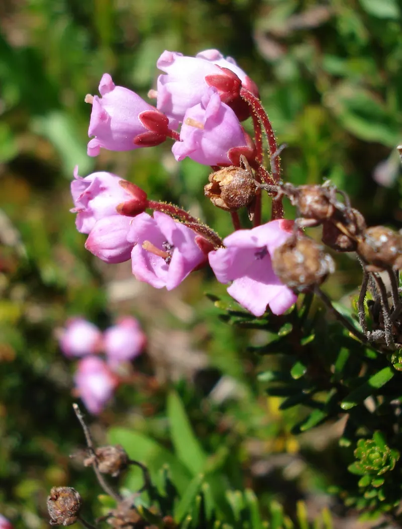 Pink Mountain Heath (Phyllodoce Empetriformis) — ranging from deep green to a blue-green hue