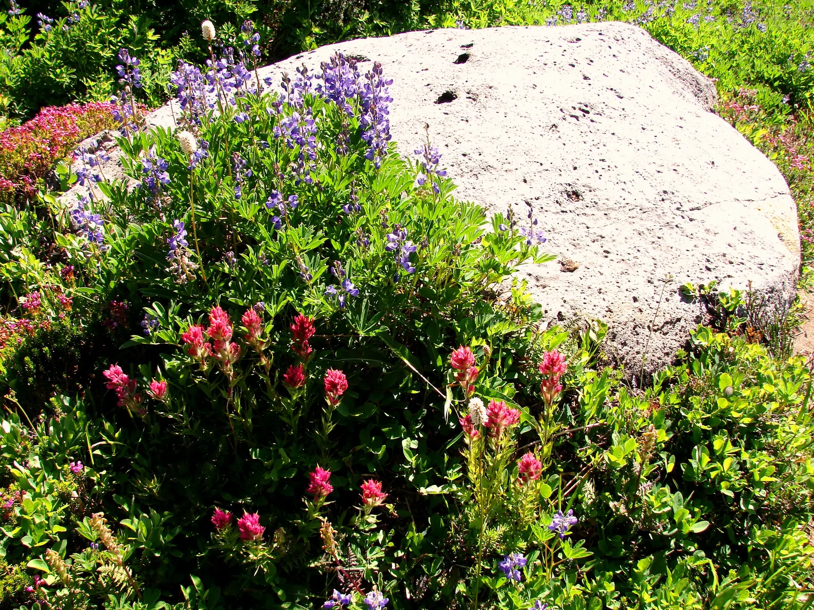 Pink Mountain Heath (Phyllodoce Empetriformis) — mountainous landscapes.<br><br>Pink Mountain Heather reaches a modest height of 4 to 12 inches, image 40