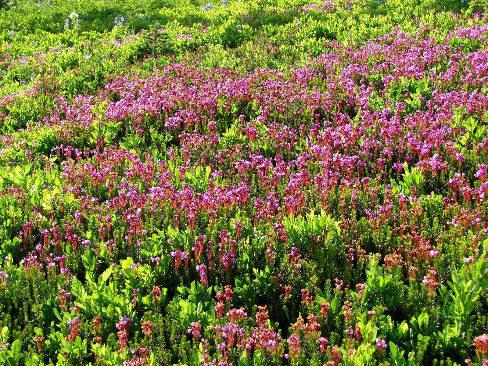 Pink Mountain Heath (Phyllodoce Empetriformis) — It adorns mountain landscapes with bell-shaped, vibrant pink flowers and fine, needle-like leaves; these