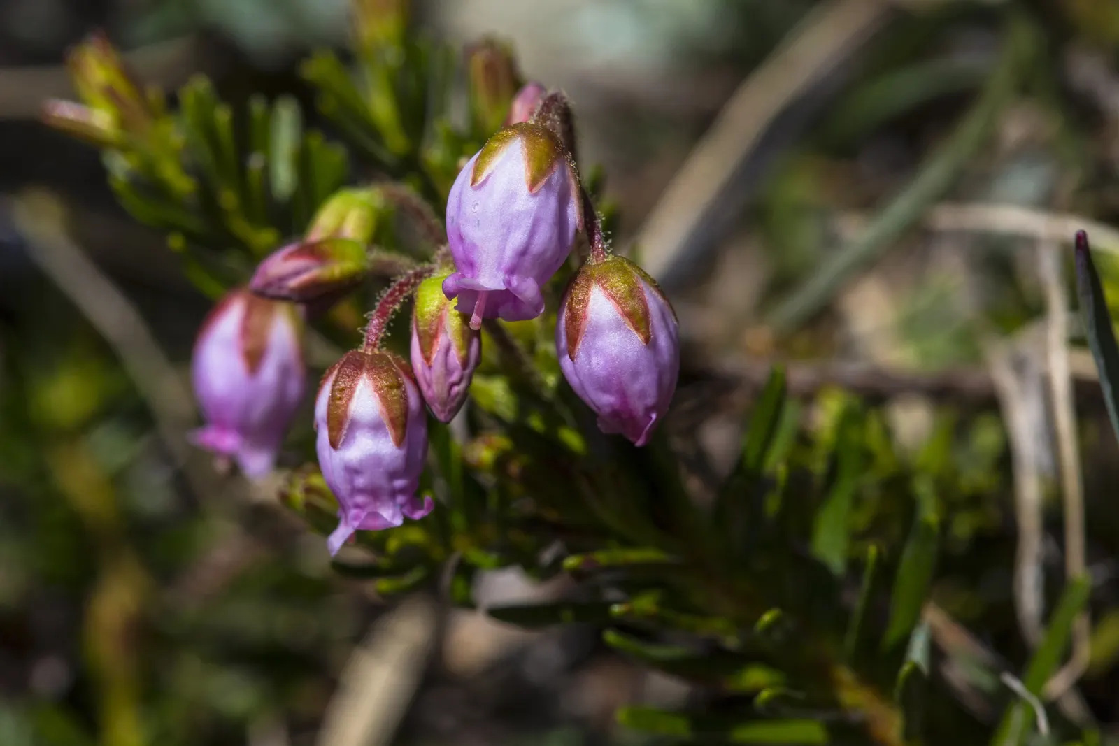 Pink Mountain Heath (Phyllodoce Empetriformis) — enriching the local ecosystem.<br><br>When incorporating Phyllodoce empetriformis into landscape designs