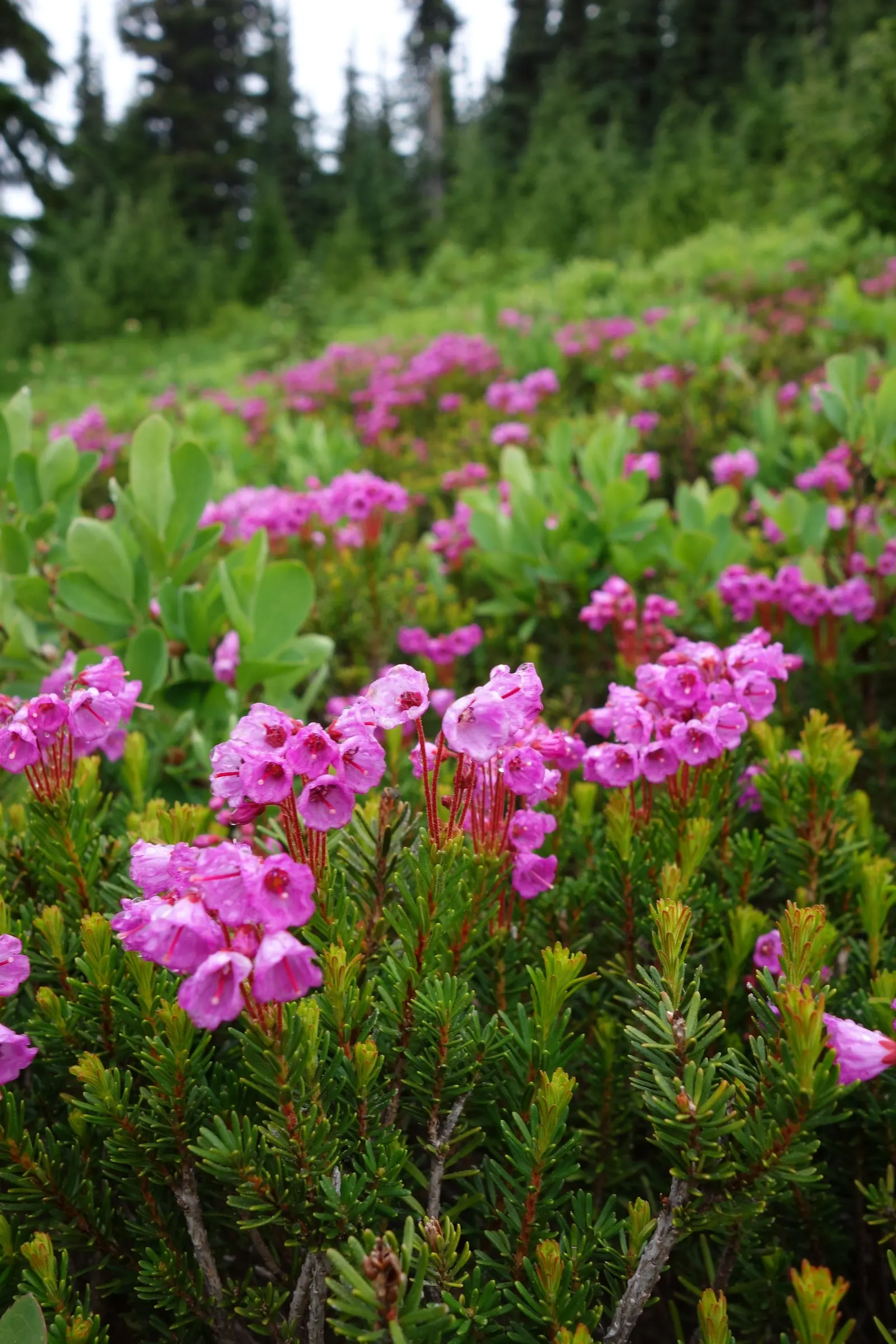 Pink Mountain Heath (Phyllodoce Empetriformis) — low-maintenance tapestry that brings a touch of wild beauty to the cultivated garden