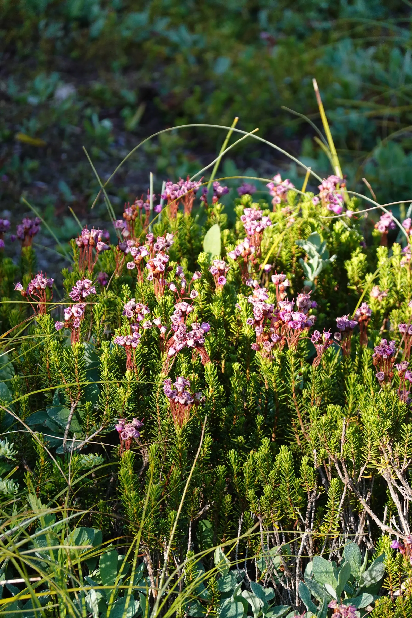 Pink Mountain Heath (Phyllodoce Empetriformis) — mountainous landscapes.<br><br>Pink Mountain Heather reaches a modest height of 4 to 12 inches