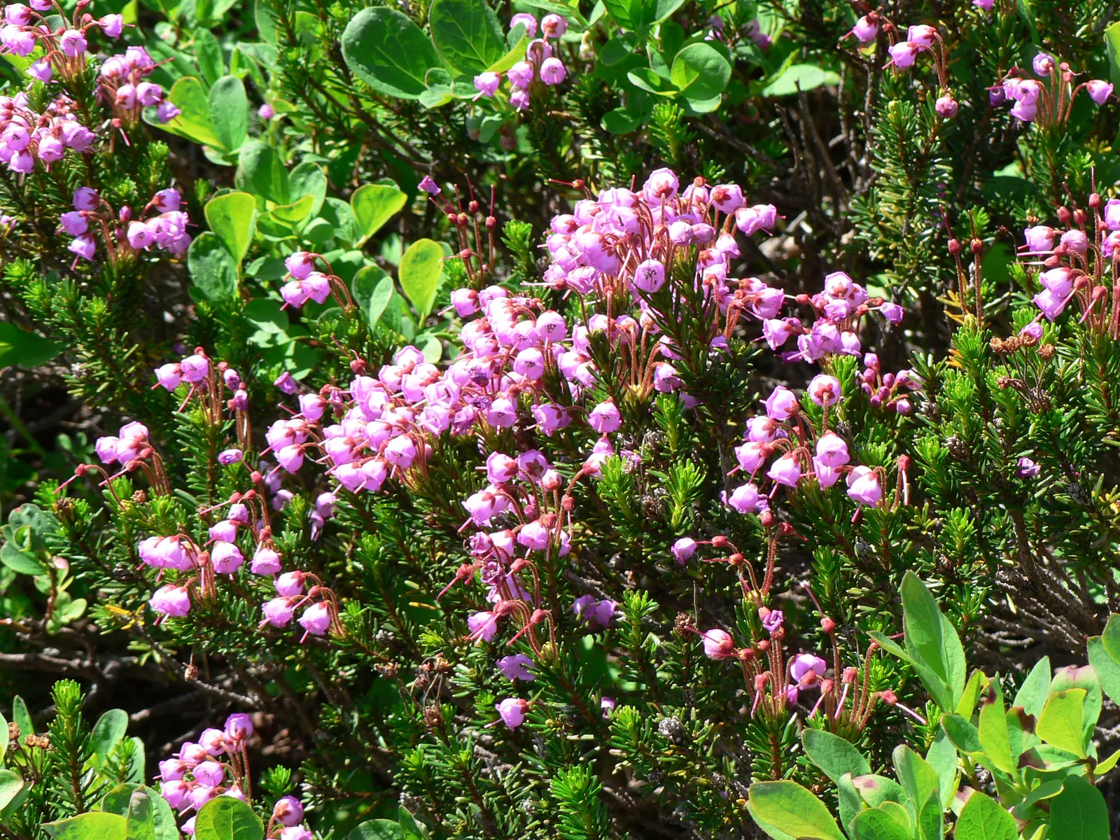 Pink Mountain Heath (Phyllodoce Empetriformis) — The Pink Mountain Heather (Phyllodoce empetriformis) is a low-growing