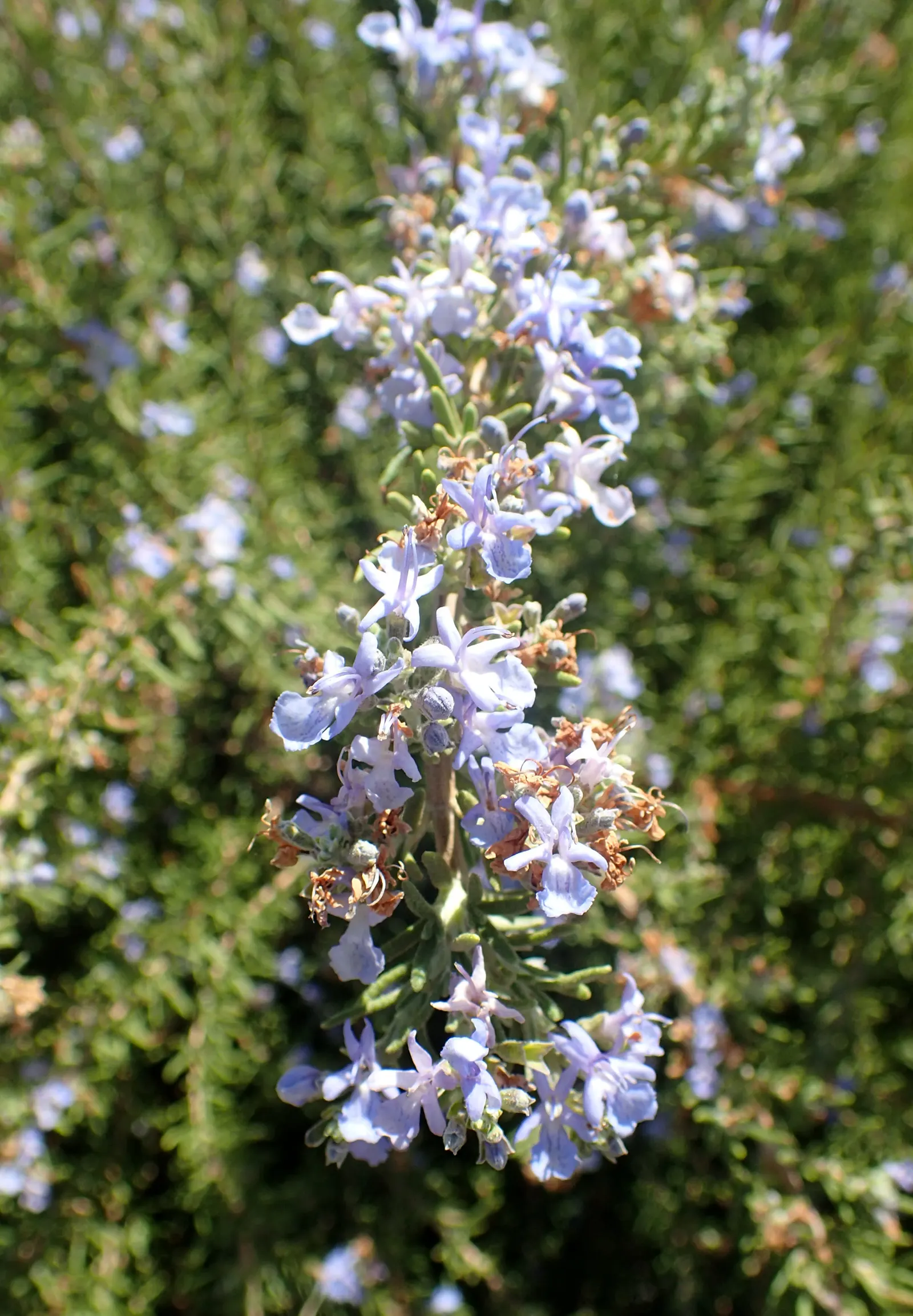 Tuscan Blue Upright Rosemary (Rosmarinus Officinalis 'Tuscan Blue') — beloved for both its aromatic foliage and its resilience in a variety of landscapes