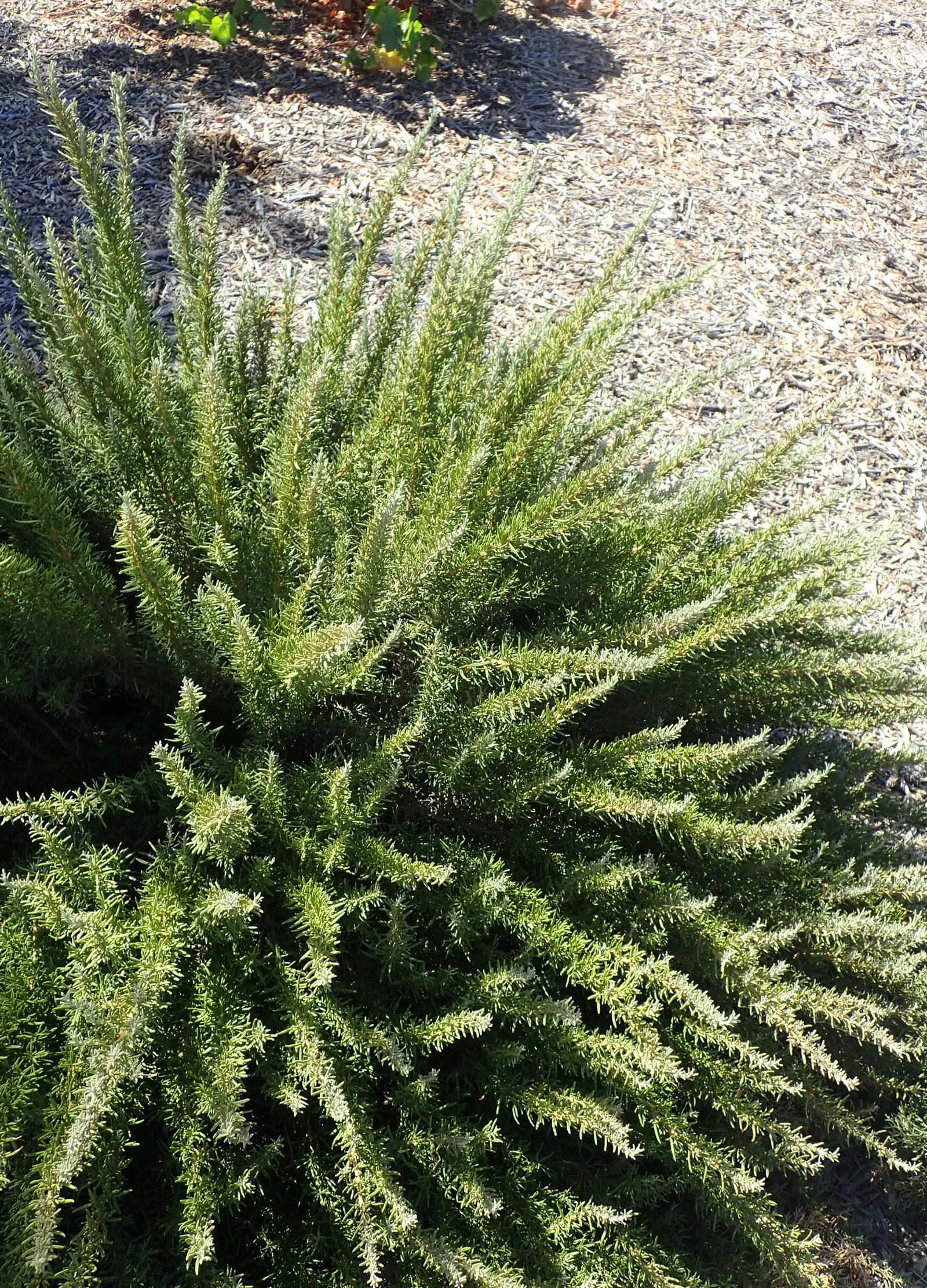 Tuscan Blue Upright Rosemary (Rosmarinus Officinalis 'Tuscan Blue') — striking blue flowers emerge in late winter to early spring