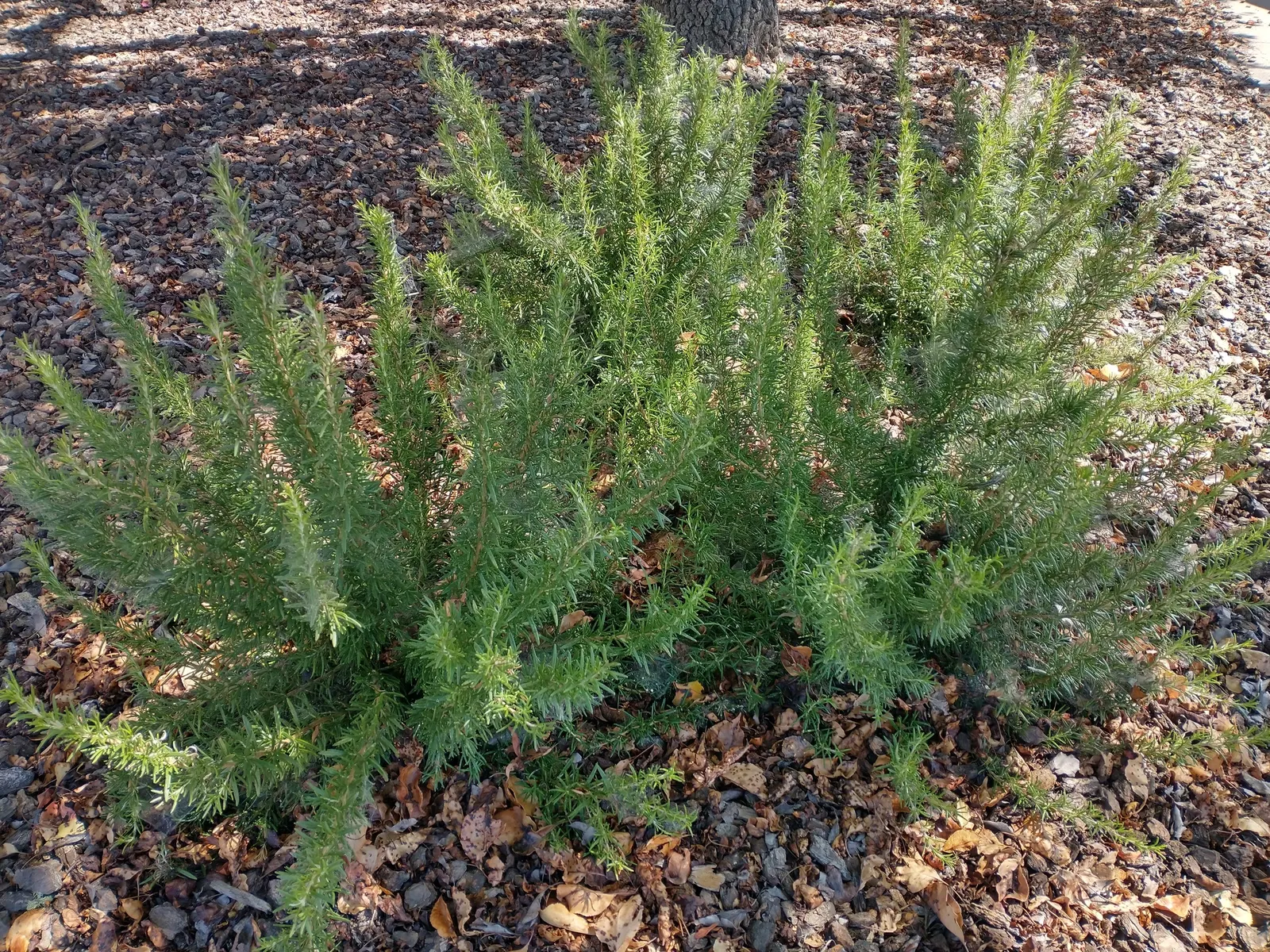 Tuscan Blue Upright Rosemary (Rosmarinus Officinalis 'Tuscan Blue') — scientifically known as Rosmarinus officinalis 'Tuscan Blue,' is a culinary and