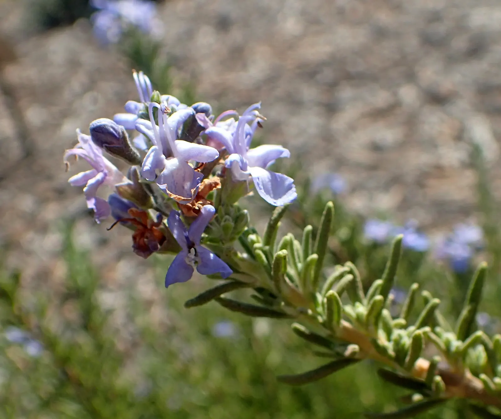 Tuscan Blue Upright Rosemary (Rosmarinus Officinalis 'Tuscan Blue') — release a quintessential rosemary fragrance