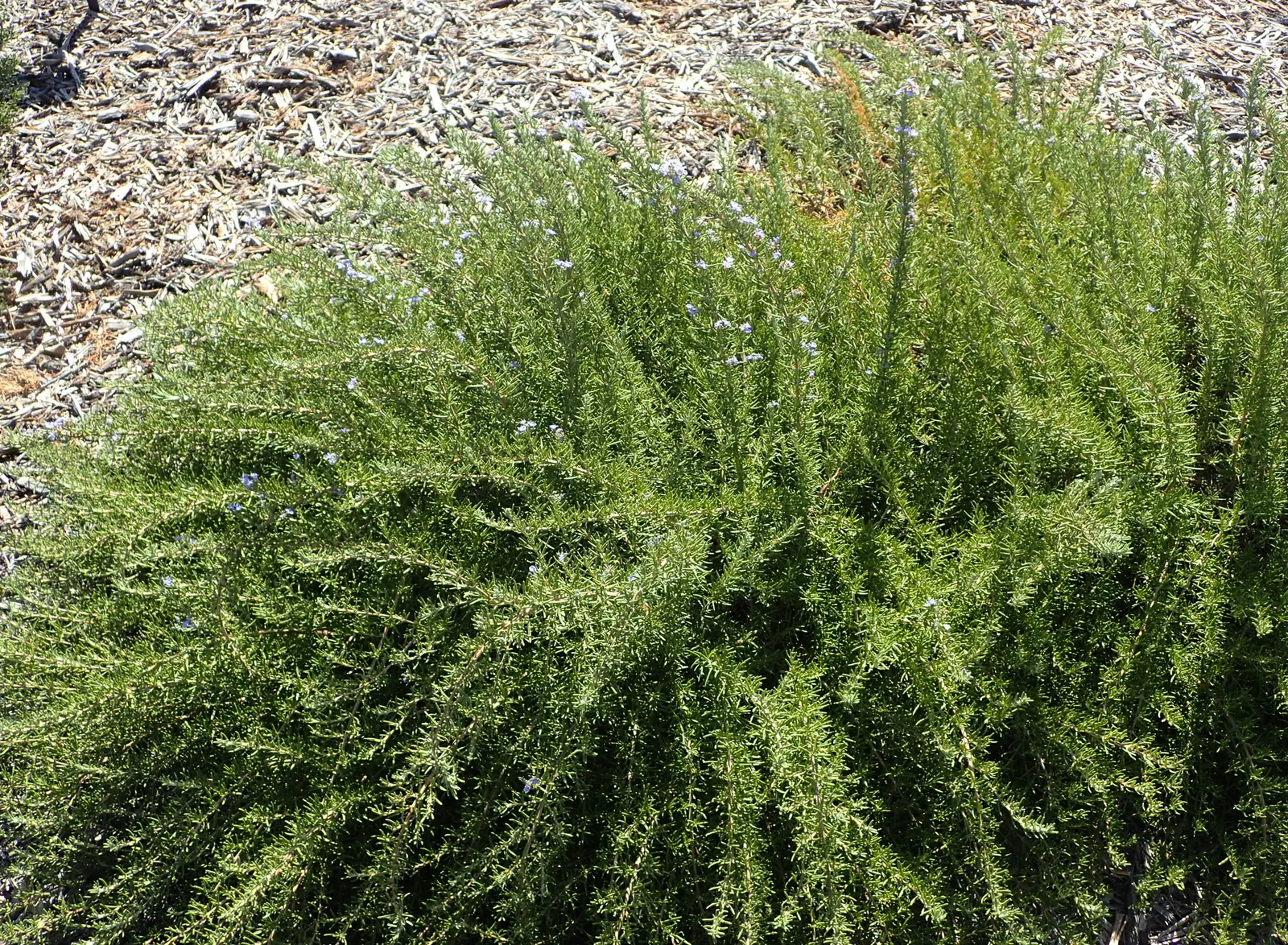 Tuscan Blue Upright Rosemary (Rosmarinus Officinalis 'Tuscan Blue') — adding a touch of vibrant color that attracts pollinators