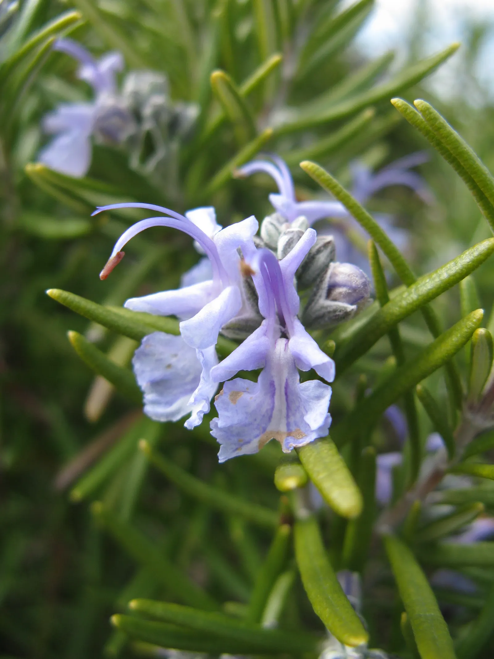 Tuscan Blue Upright Rosemary (Rosmarinus Officinalis 'Tuscan Blue') — Hardy in USDA zones 8-10, it requires minimal watering once established