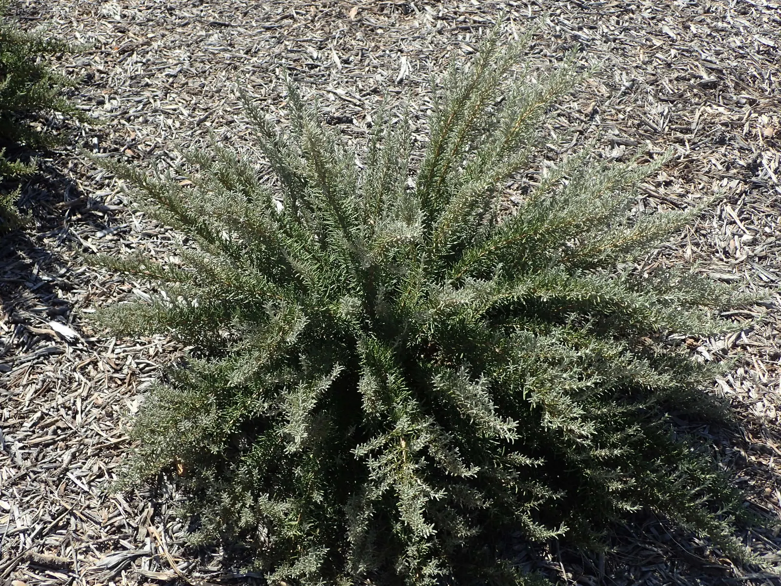 Tuscan Blue Upright Rosemary (Rosmarinus Officinalis 'Tuscan Blue') — the 'Tuscan Blue' thrives in well-drained soil and exhibits drought tolerance once