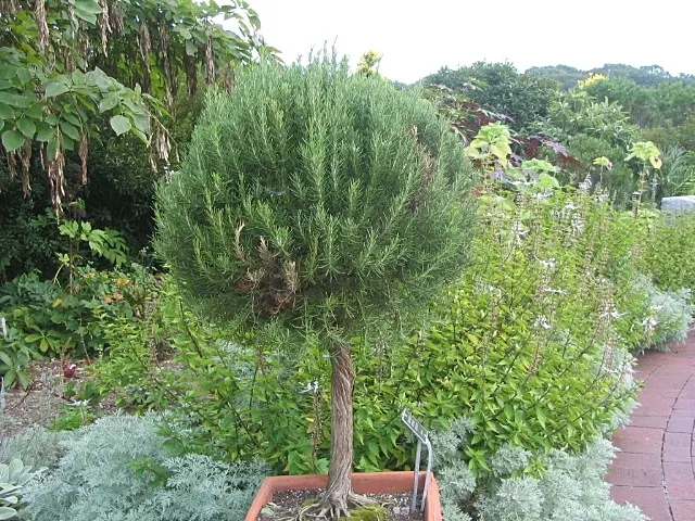 Tuscan Blue Upright Rosemary (Rosmarinus Officinalis 'Tuscan Blue') — the 'Tuscan Blue' boasts slender