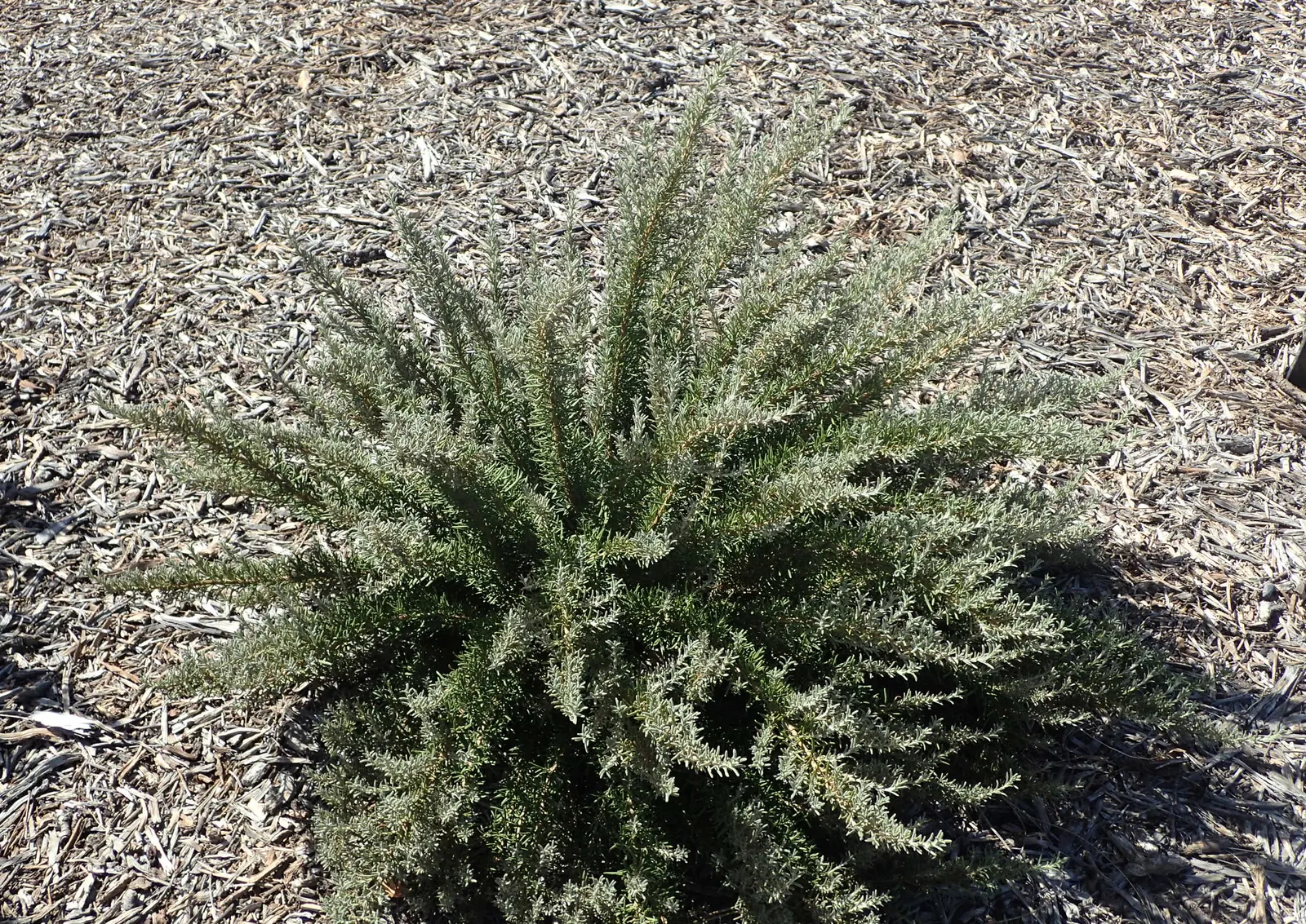 Tuscan Blue Upright Rosemary (Rosmarinus Officinalis 'Tuscan Blue') — such as bees and butterflies