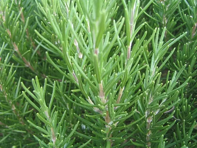 Tuscan Blue Upright Rosemary (Rosmarinus Officinalis 'Tuscan Blue') — evergreen shrub reaching 4 to 6 feet in height with a 2 to 4-foot spread