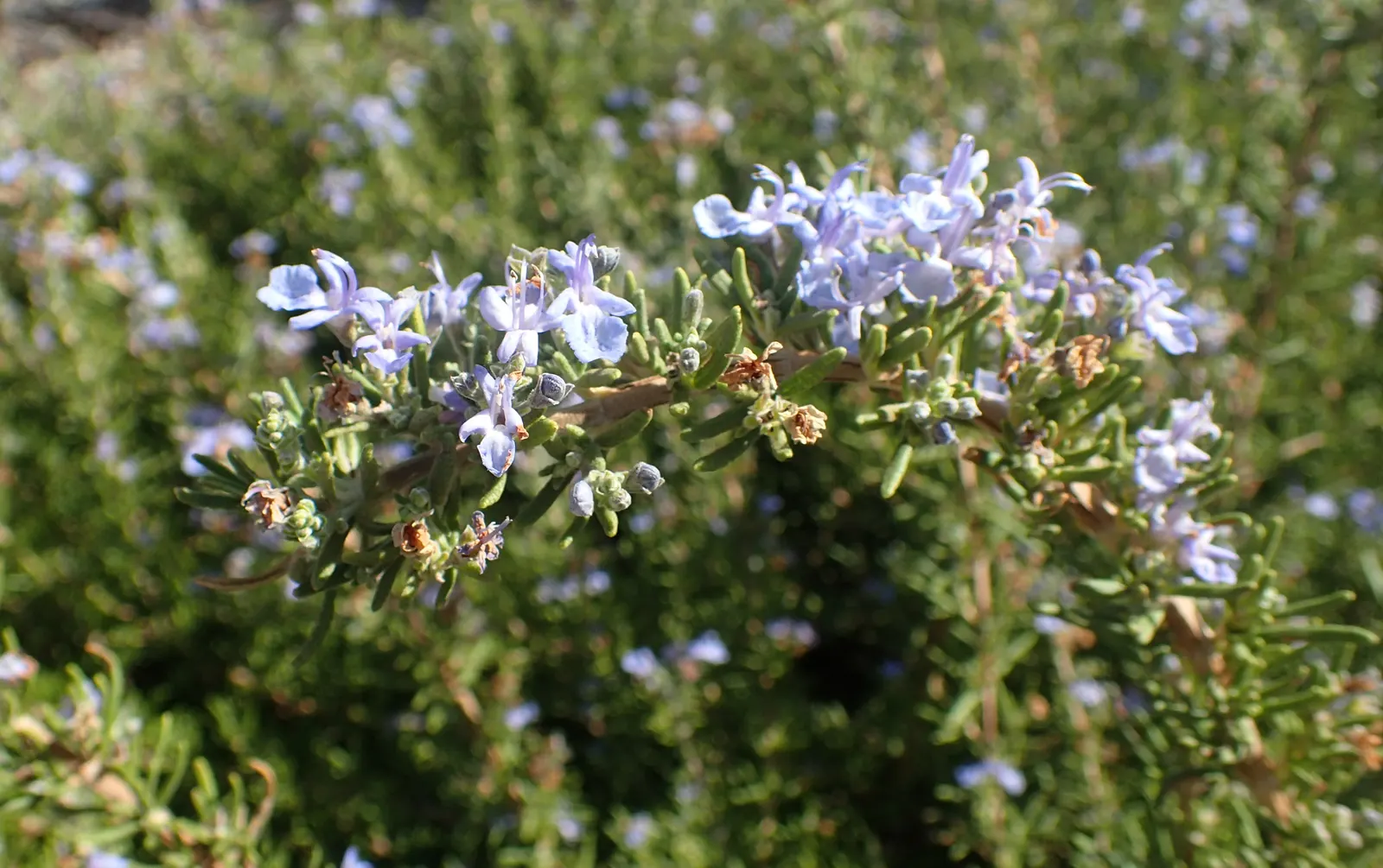 Tuscan Blue Upright Rosemary (Rosmarinus Officinalis 'Tuscan Blue') — This evergreen shrub typically reaches a mature height of 4 to 6 feet with a spread of 2