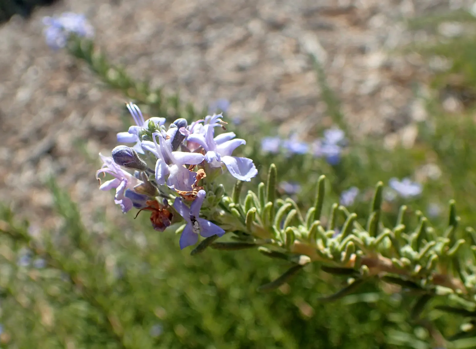 Tuscan Blue Upright Rosemary (Rosmarinus Officinalis 'Tuscan Blue') — to the garden.<br><br>With a preference for full sun
