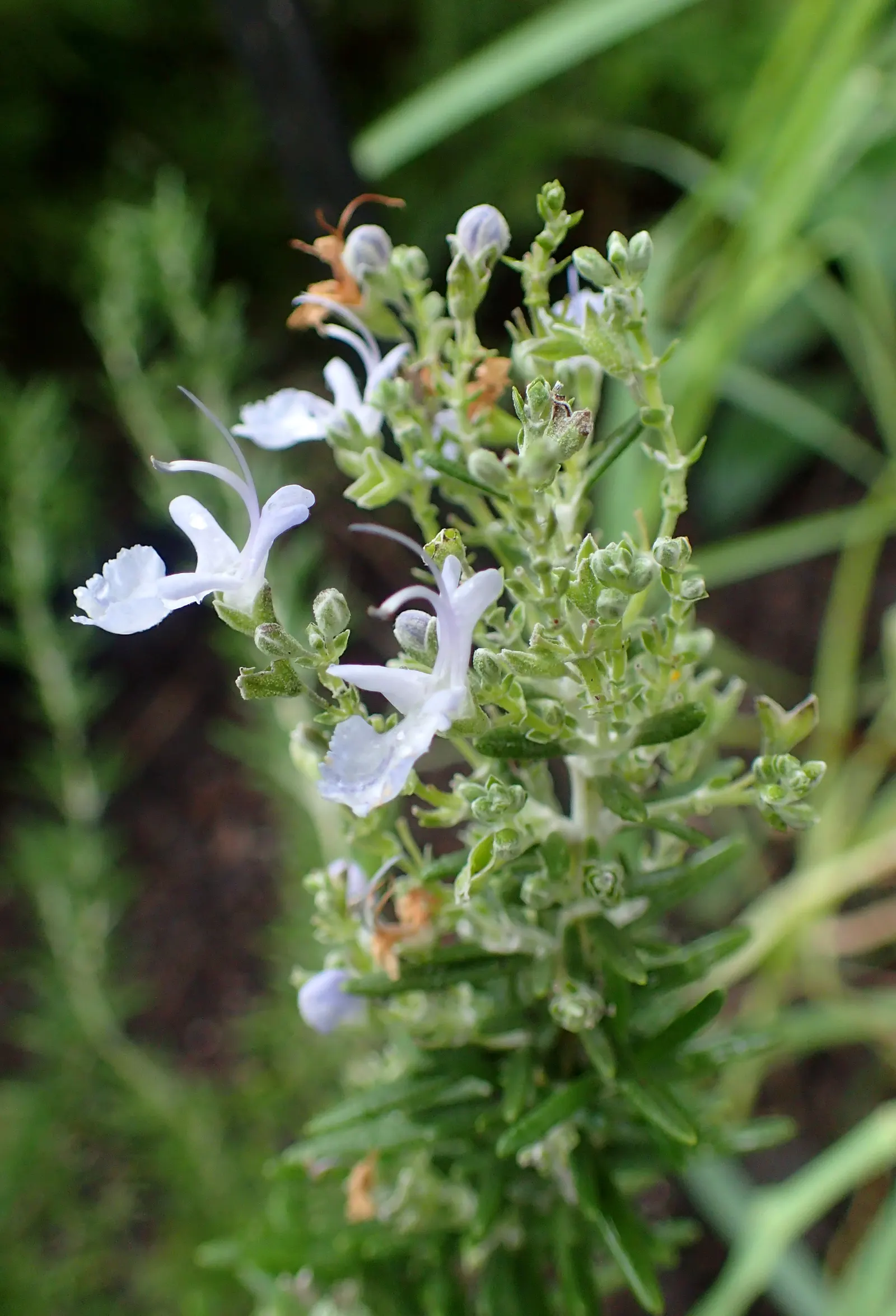 Tuscan Blue Upright Rosemary (Rosmarinus Officinalis 'Tuscan Blue') — Ideal for hedges or container gardening, it thrives in full sun with well-drained soil