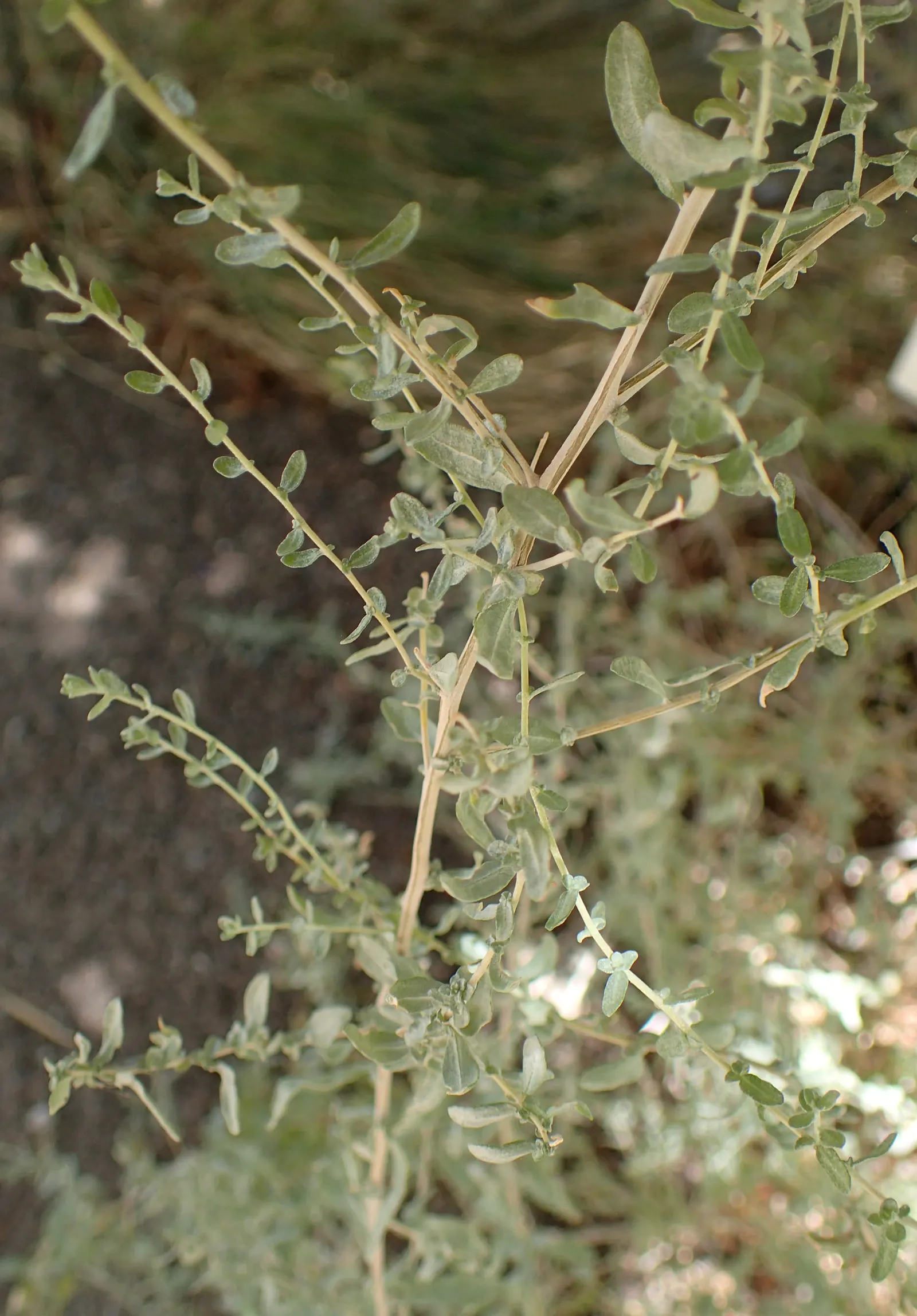 Desert Saltbush, Cattle Spinach (Atriplex Polycarpa) — also known as Desert Saltbush or Cattle Spinach