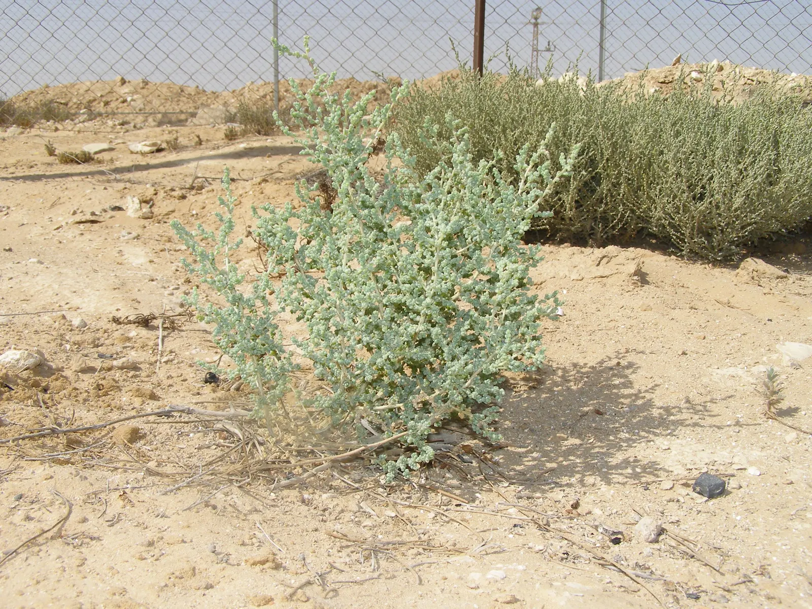 Desert Saltbush, Cattle Spinach (Atriplex Polycarpa) — drought-tolerant shrub native to arid regions