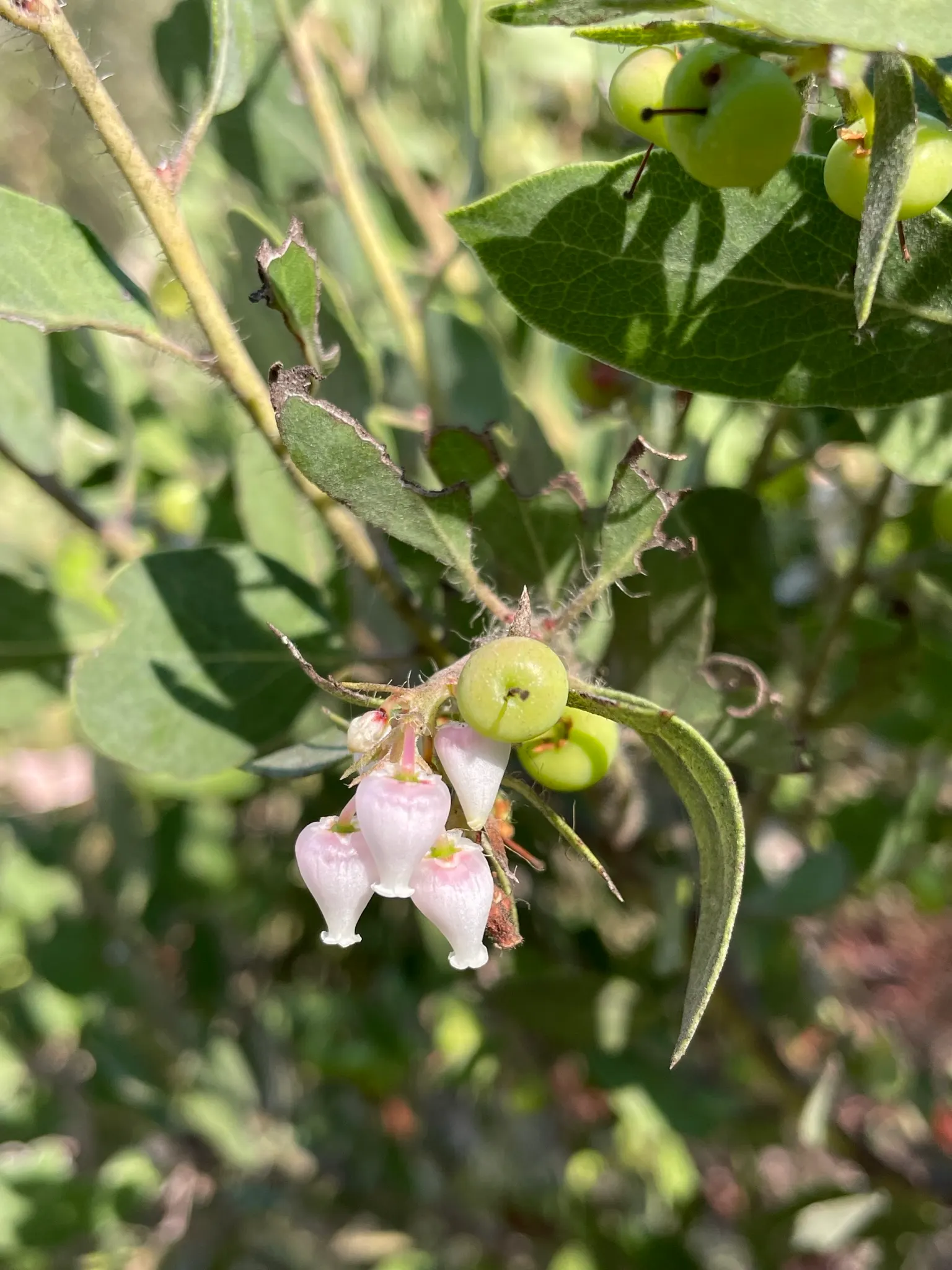 Manzanita (Arctostaphylos Spp.) — This evergreen shrub or small tree boasts smooth