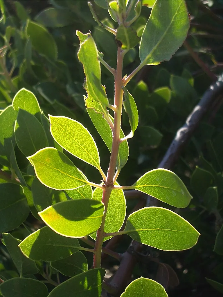 Manzanita (Arctostaphylos Spp.) — which may range from 0.2 to 0.5 inches in size